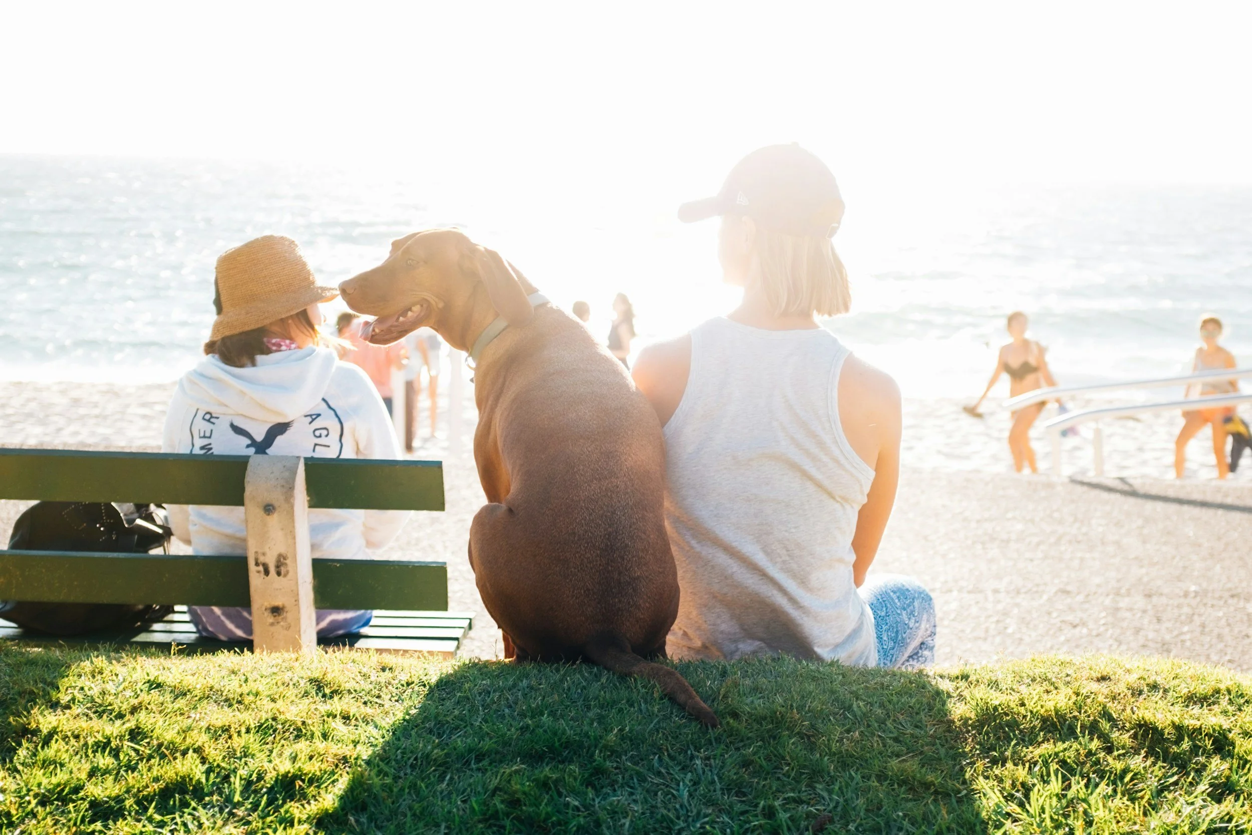 Stop Telling Your Dog The Story