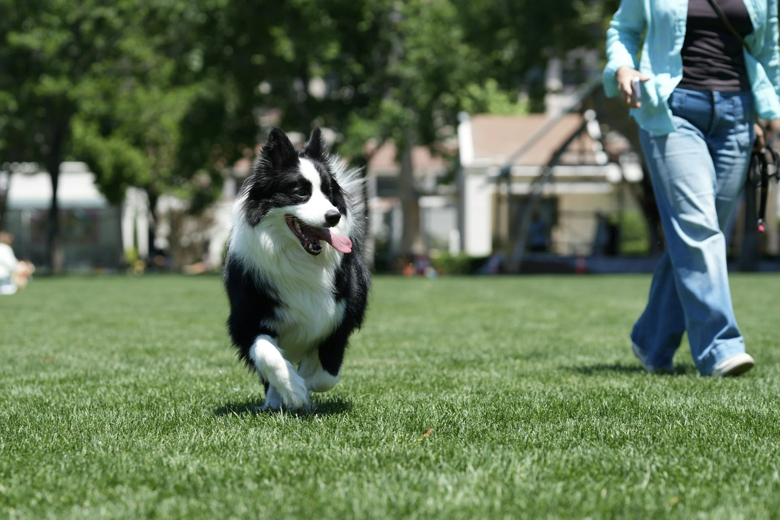 A Tired Dog Is a Happy Dog — Or Is It?