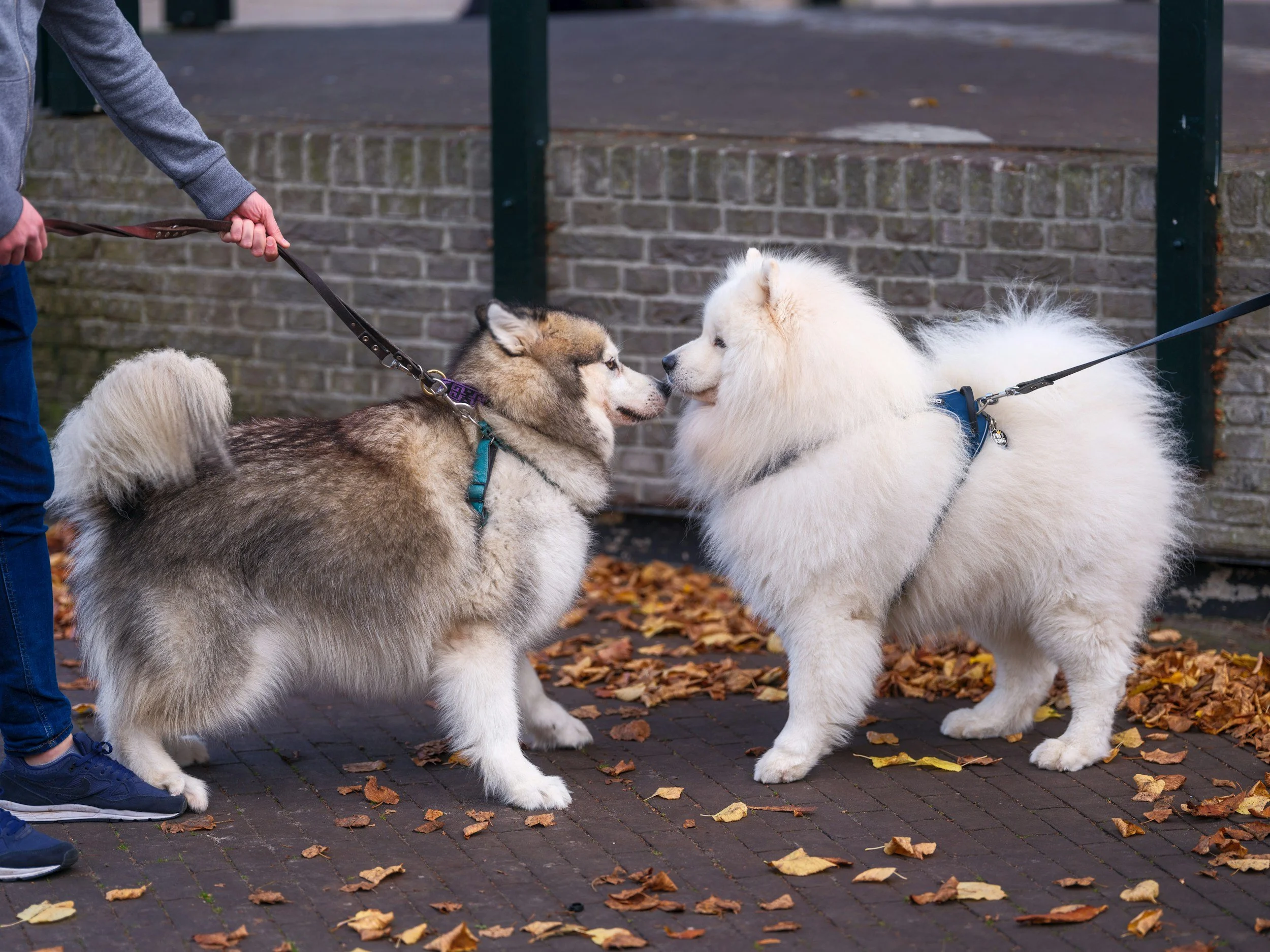 Leash Reactivity in Dogs: Why It Happens &amp; How to Help