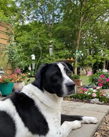 When Training Isn't the Whole Answer: The Whole-Dog Behavior Connection
