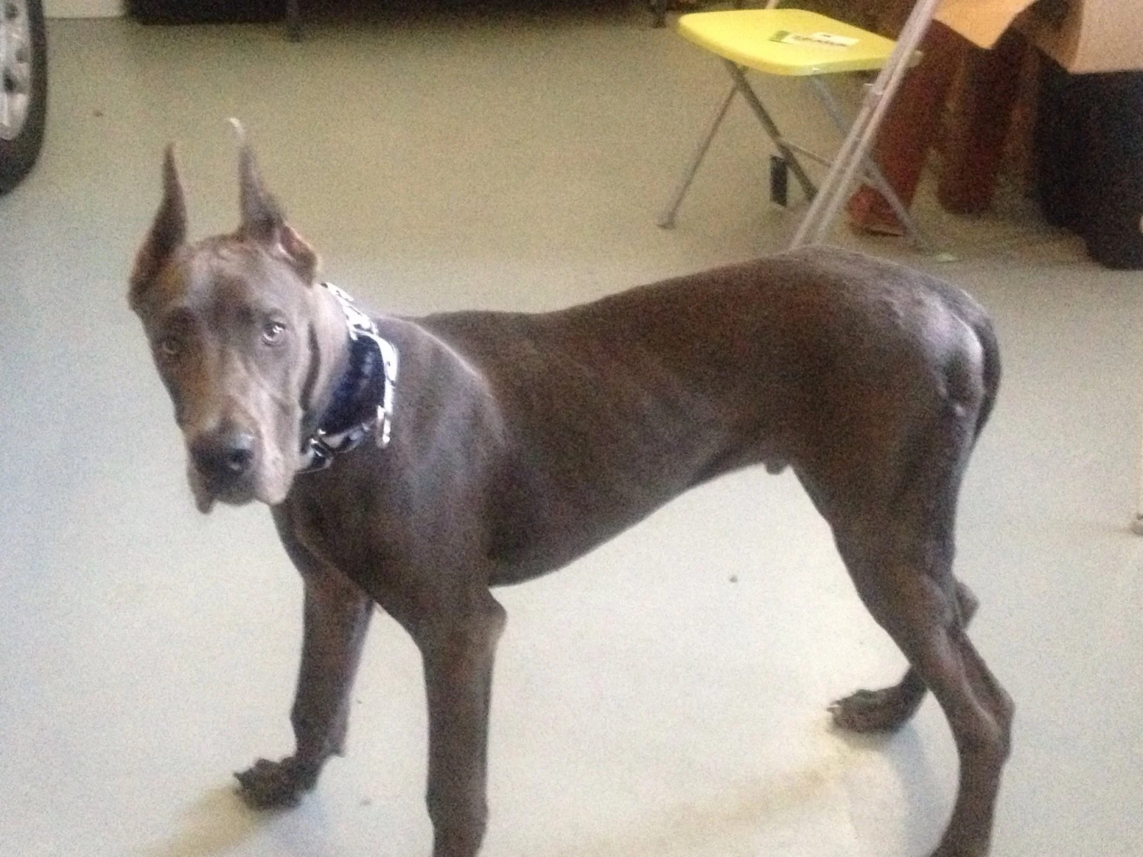 Why Did My Dog’s Behavior Suddenly Change? What to Check First