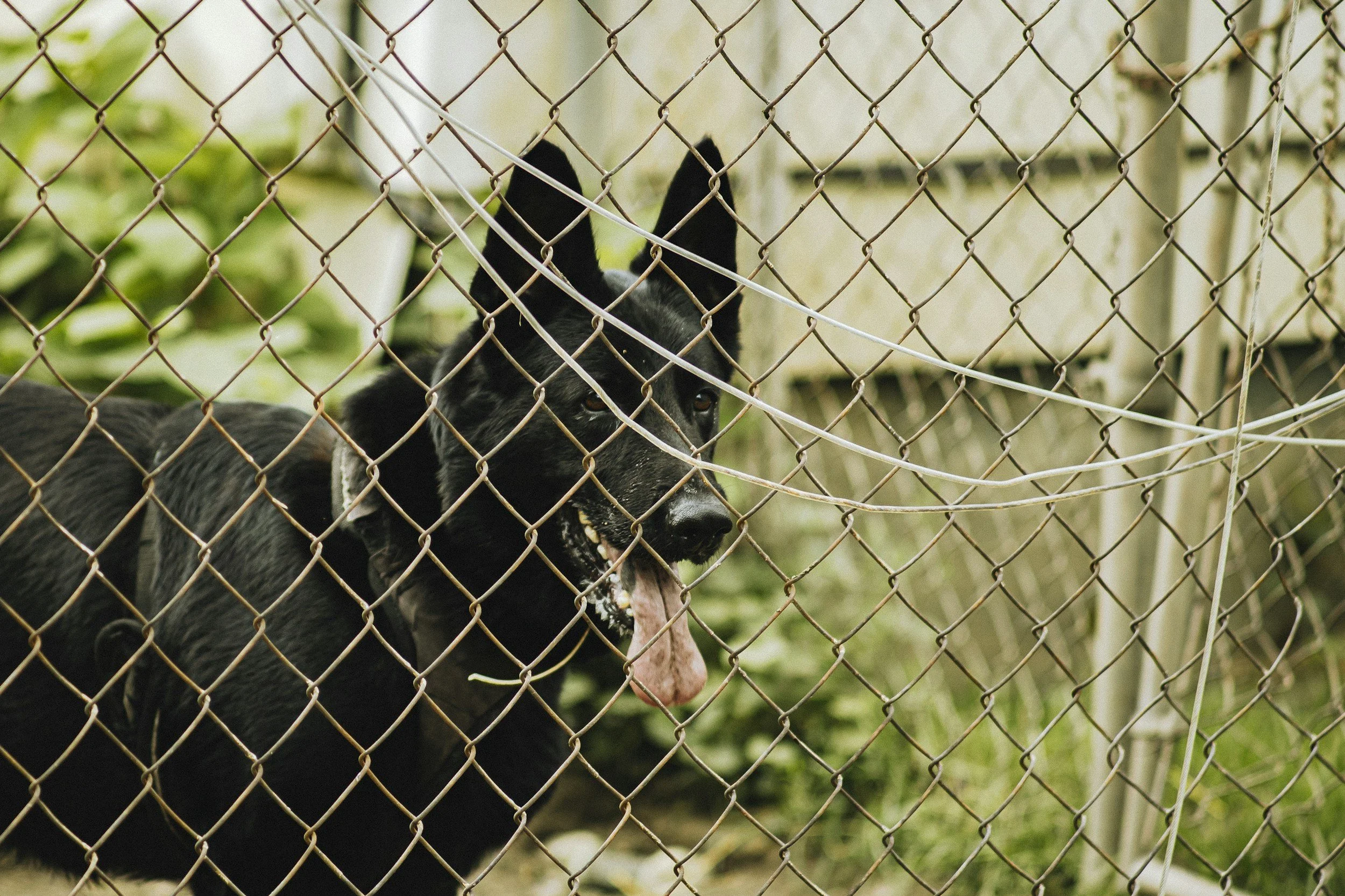 Dog Fence Fighting: Barrier Frustration, Aggression &amp; How to Stop It
