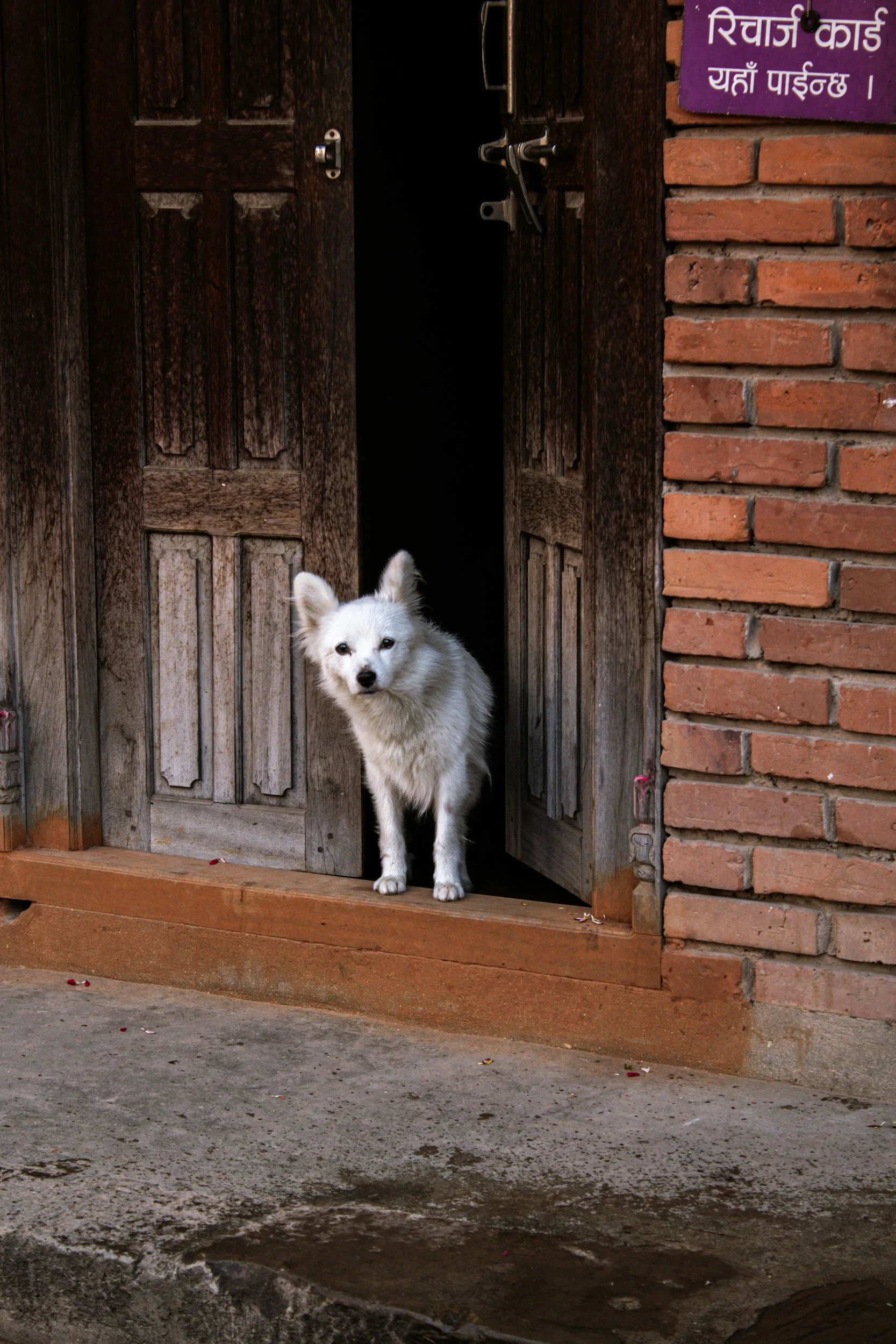 How To Stop Your Dog Rushing The Door