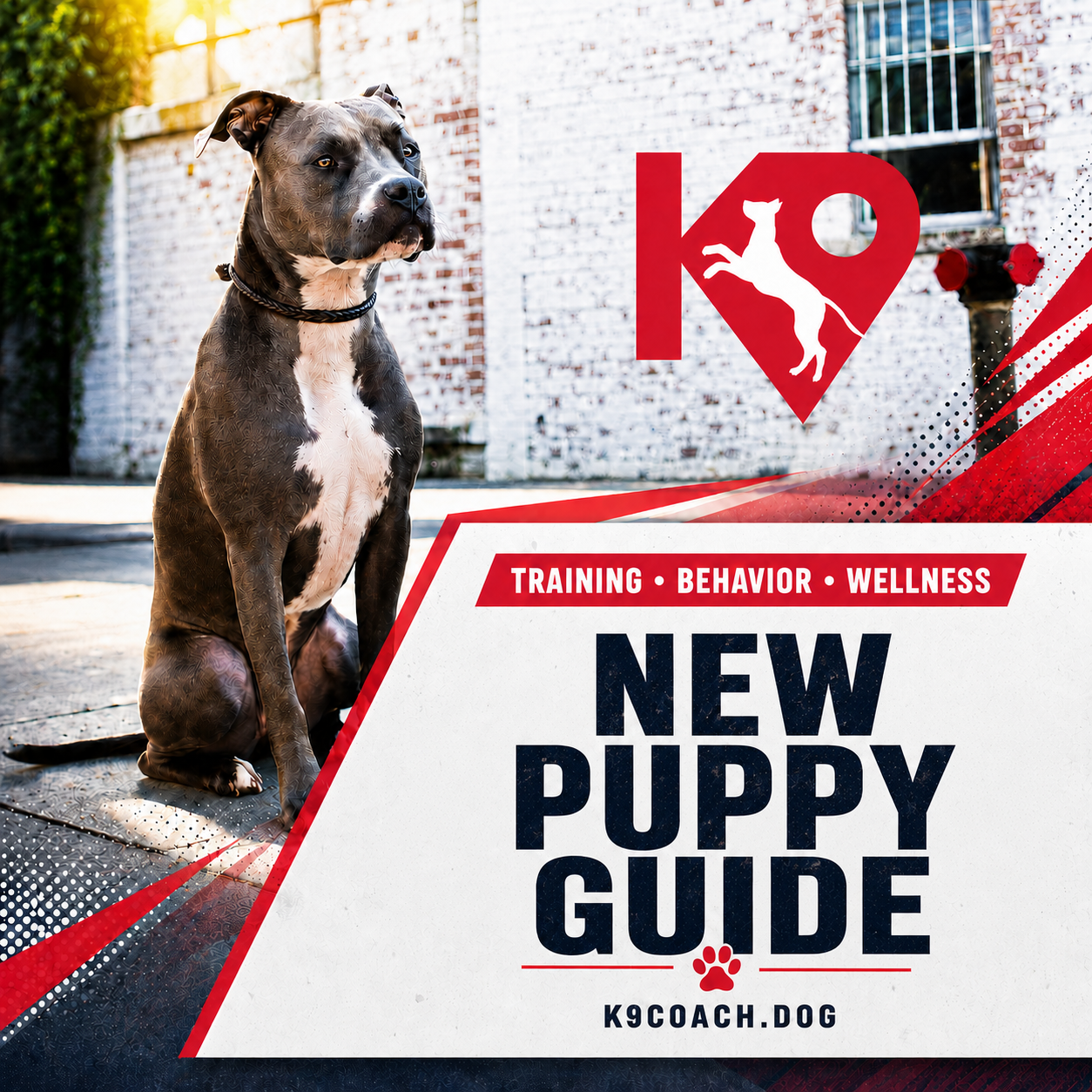 New Puppy Guide With Training In Mind