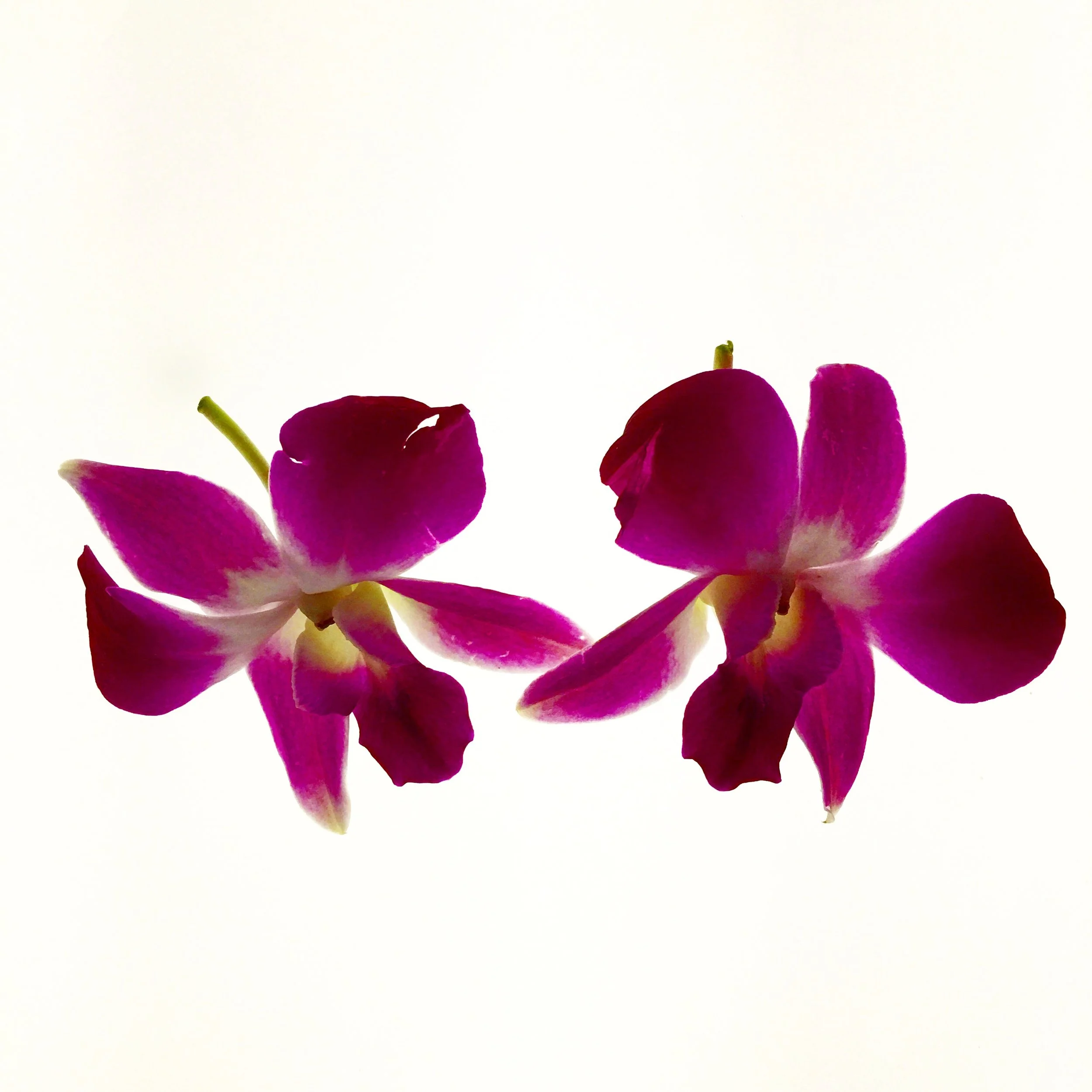 Orchids