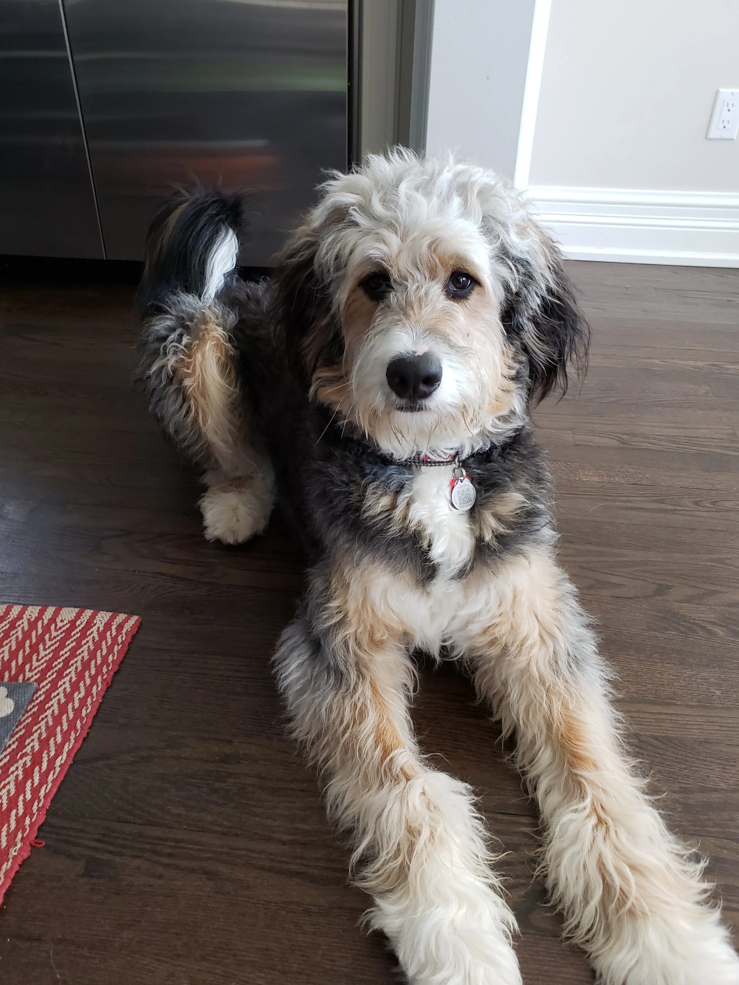 adult bernedoodle