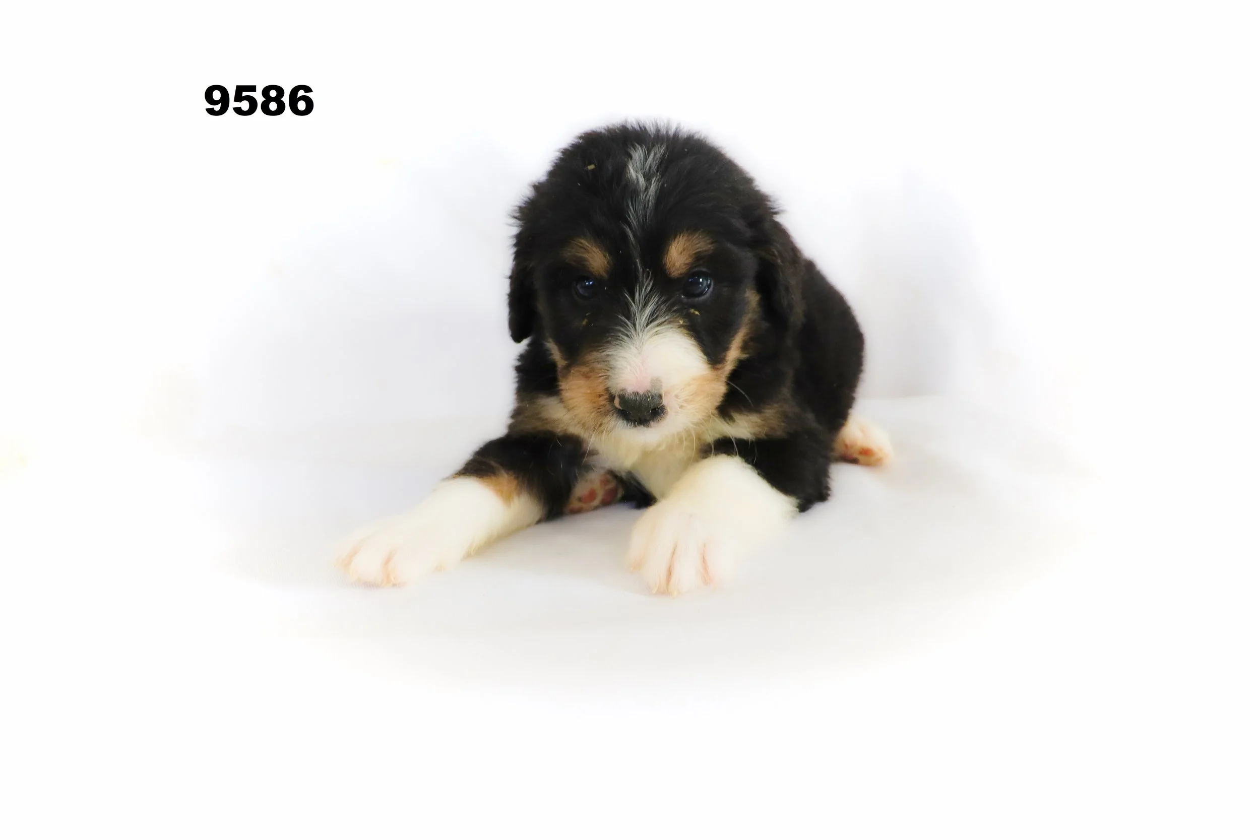 Bianca and Tori Bernedoodle Pups — Maple Breeze Kennels Bernedoodle