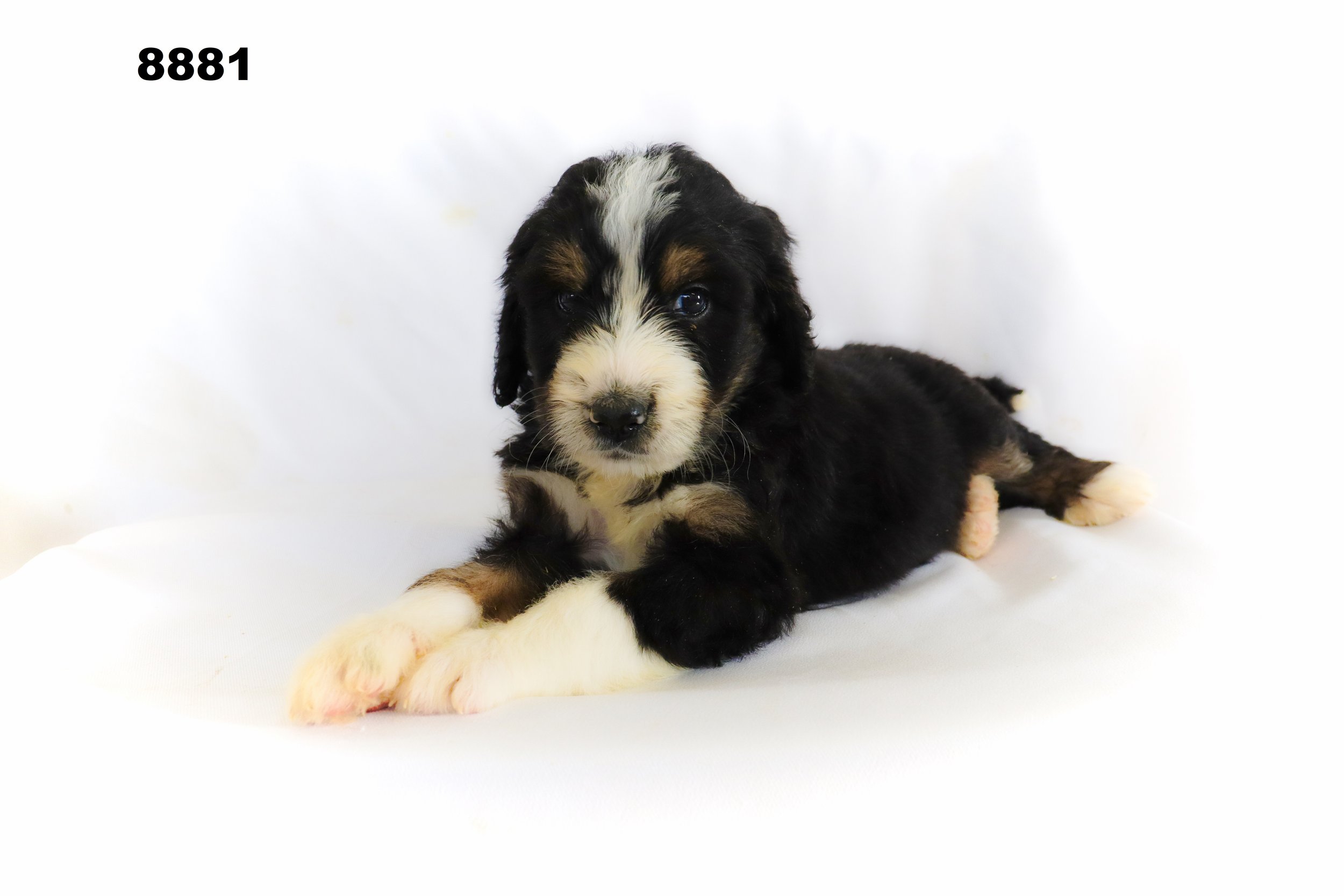 Bianca and Tori Bernedoodle Pups — Maple Breeze Kennels Bernedoodle