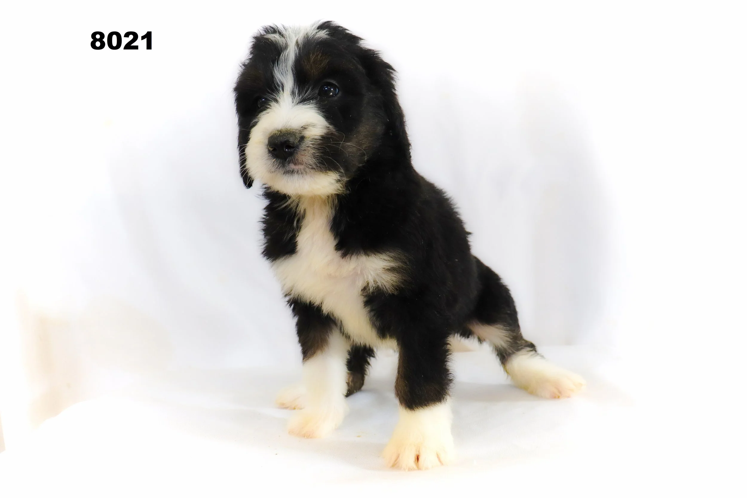 Bianca and Tori Bernedoodle Pups — Maple Breeze Kennels Bernedoodle