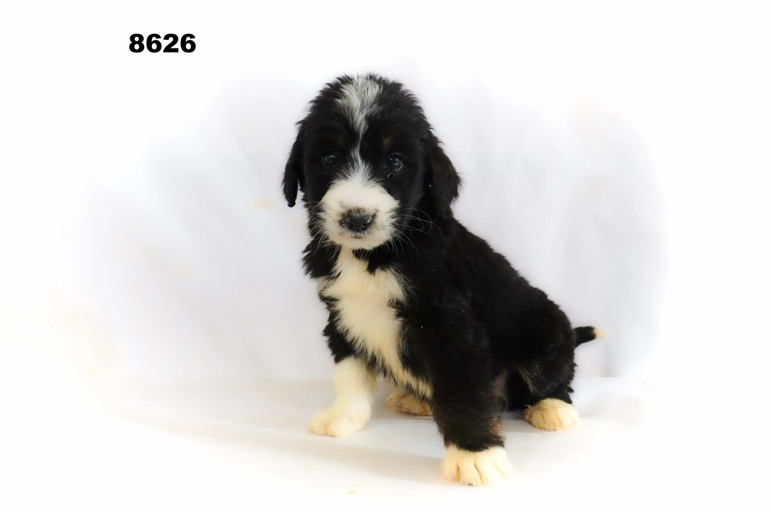 Bianca and Tori Bernedoodle Pups — Maple Breeze Kennels Bernedoodle