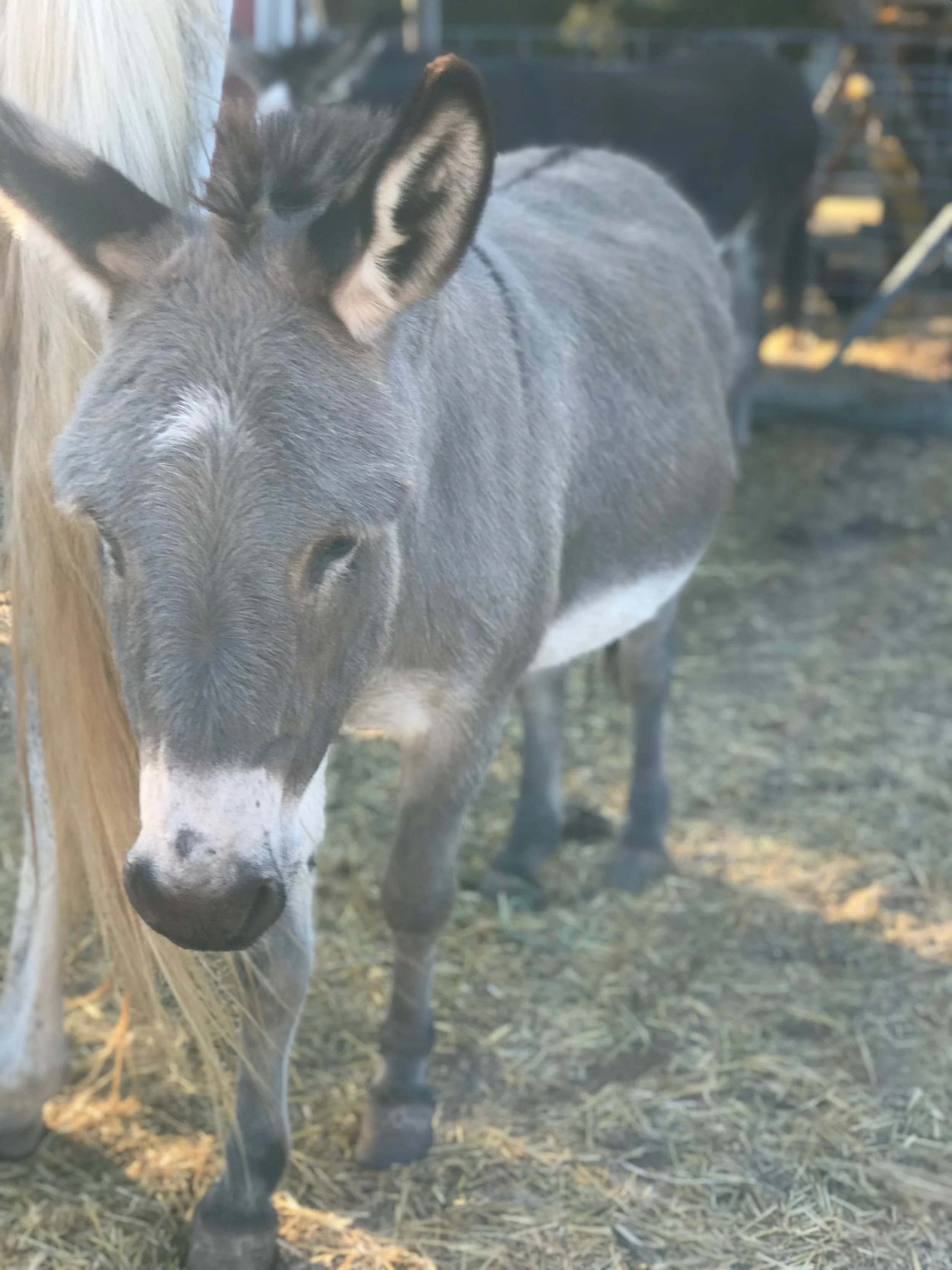 Donkey