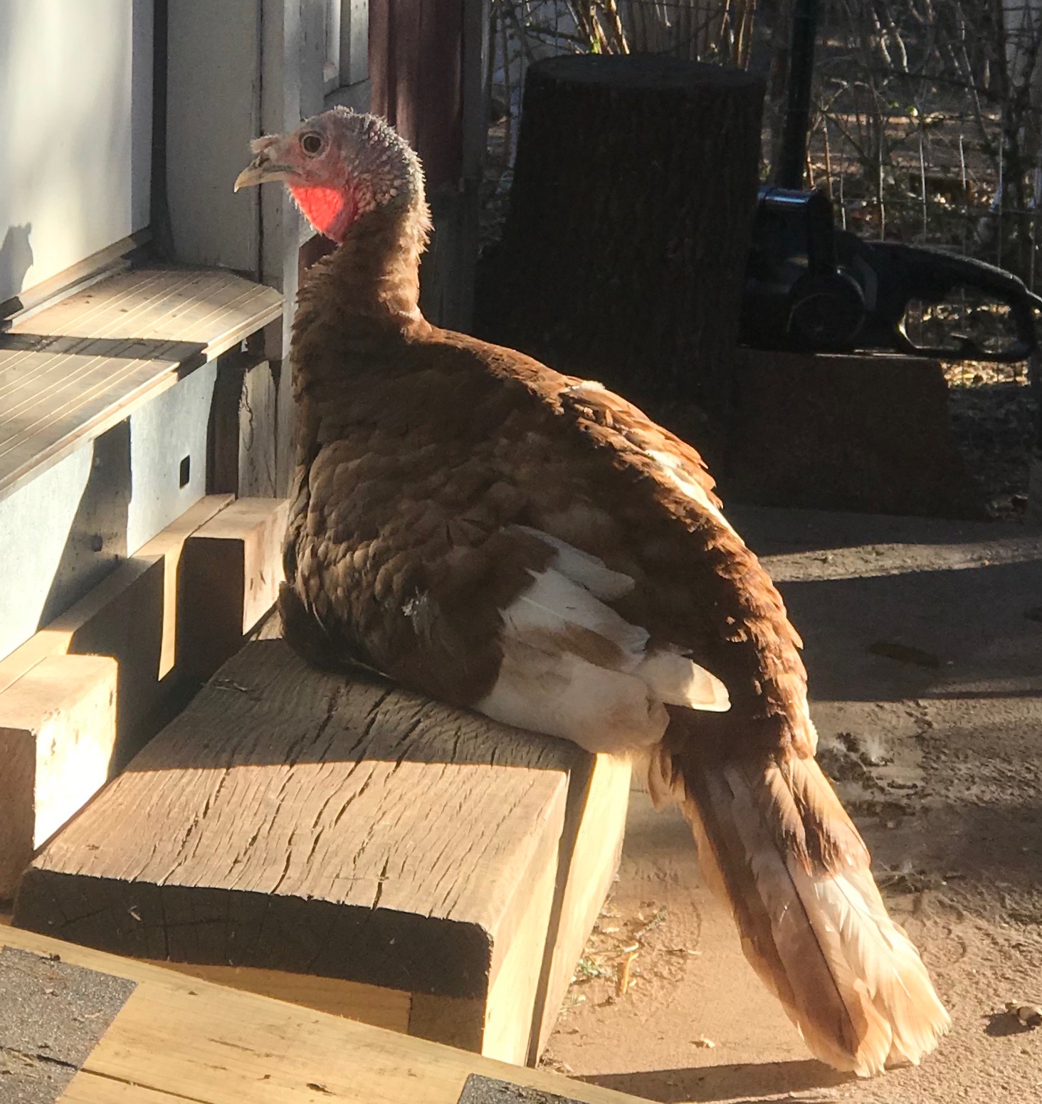 Sophie