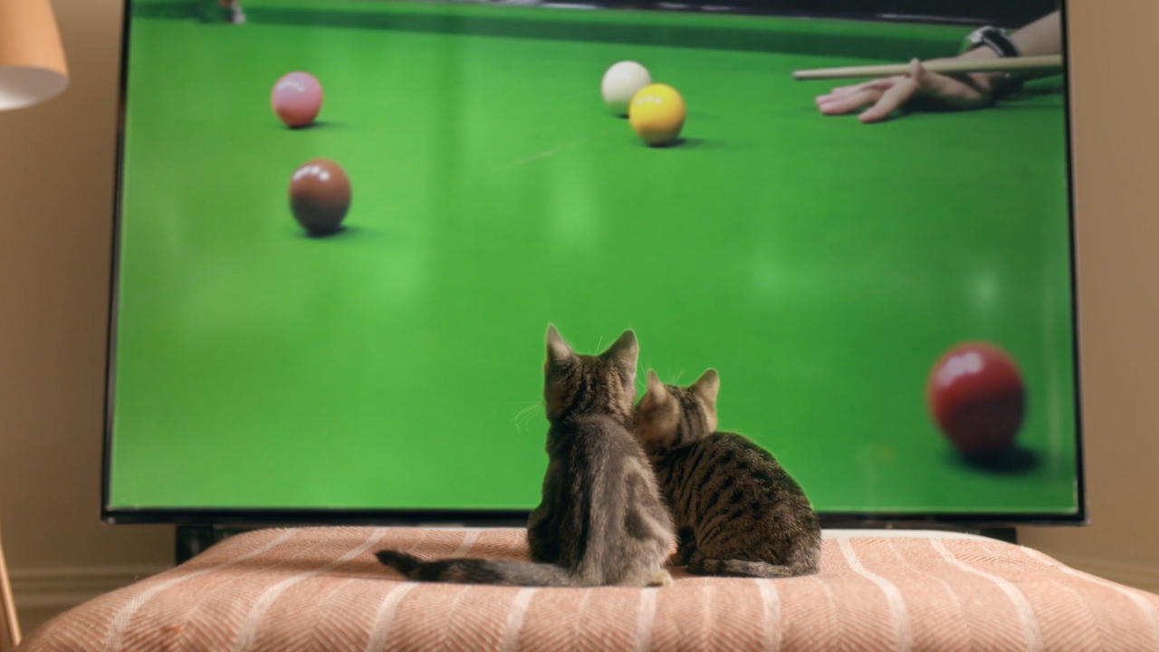 Matt Huntley Directs Mischievous Cats For Worcester.