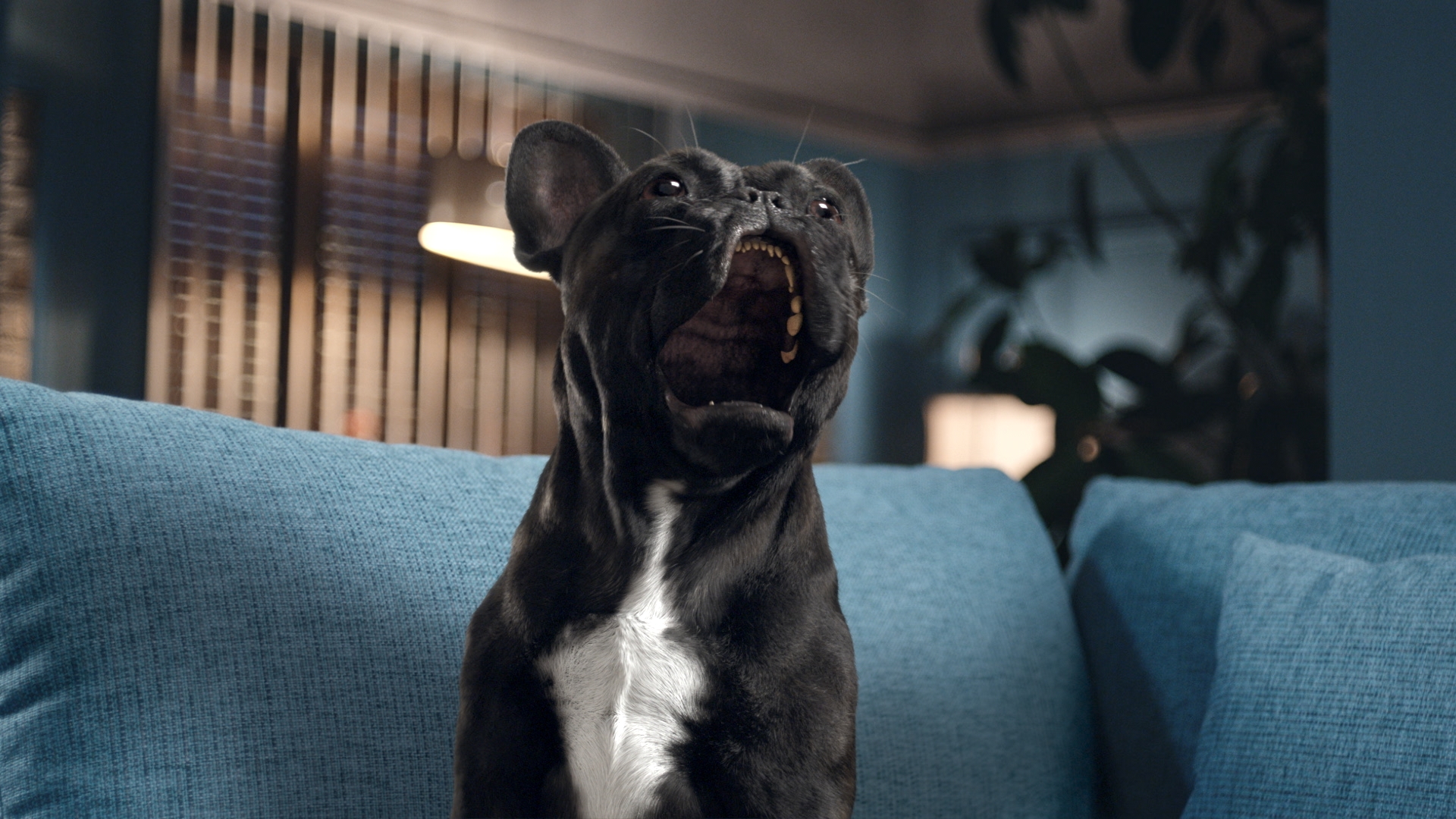 Oscar the opera singing French Bulldog (Obviously)