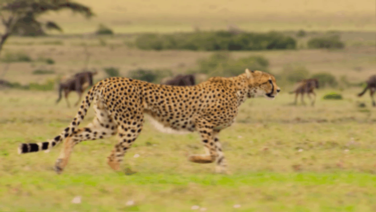 ANIMALS