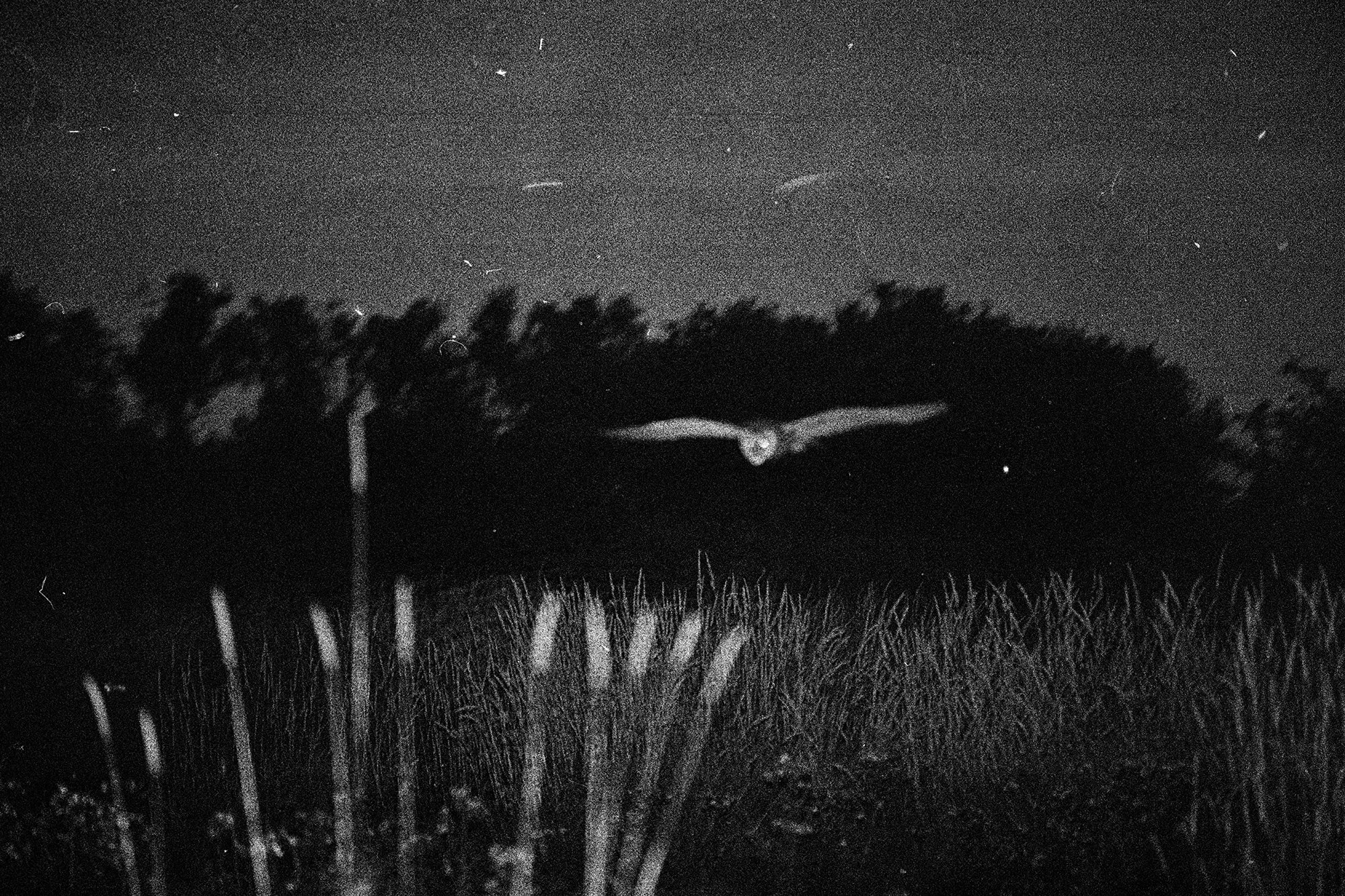 Marshall_92_IM copy.jpg