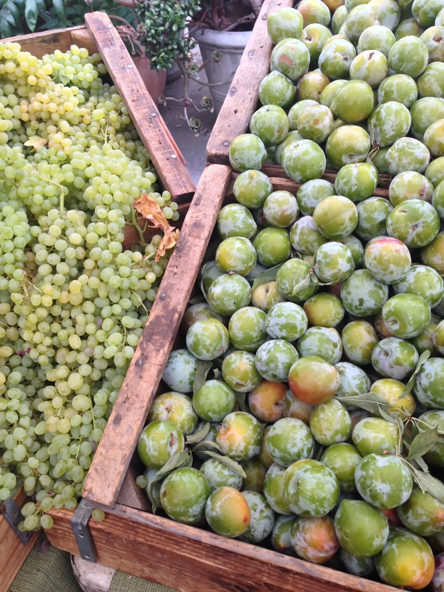 green plums and grapes.JPG