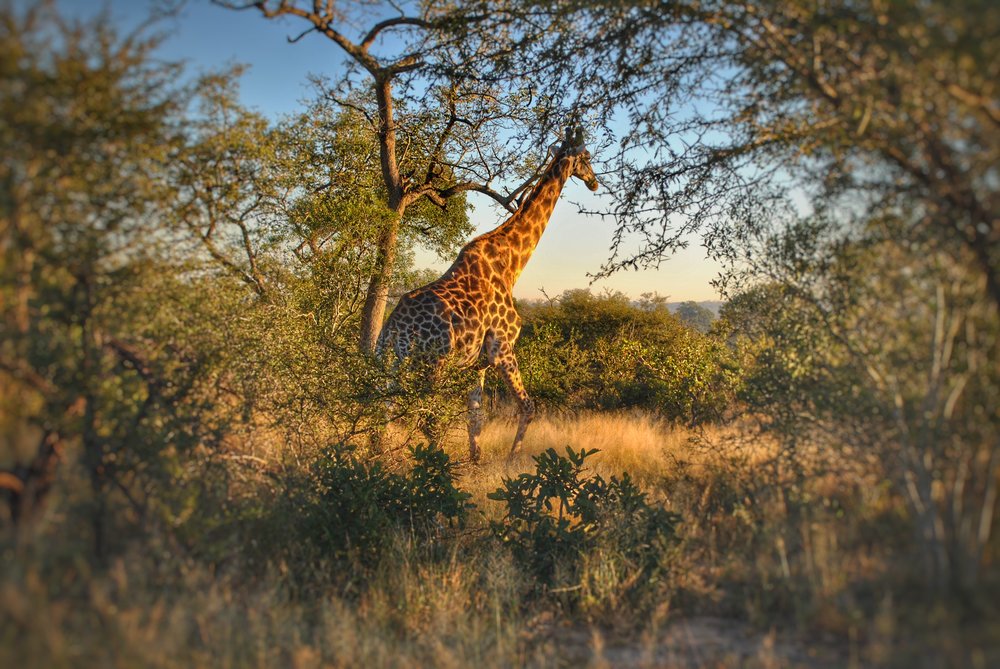 Sabi Sands Game Reserve