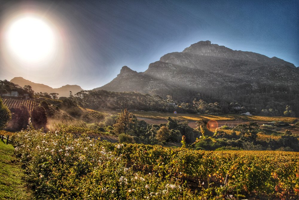 Constantia Glen Vineyards 