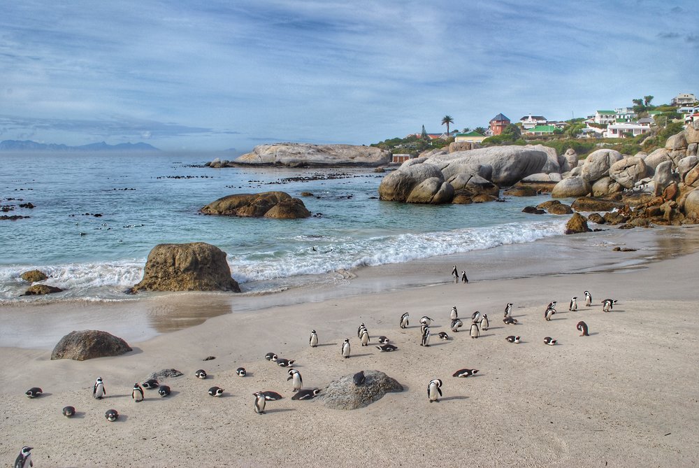 Boulder's Beach