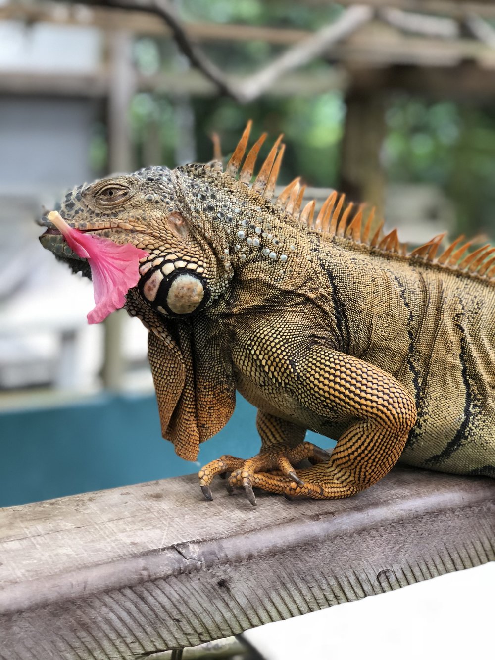 Green Iguana Conservation Project