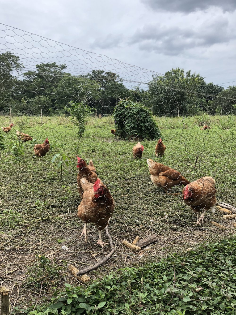 Ka'ana Organic Farm