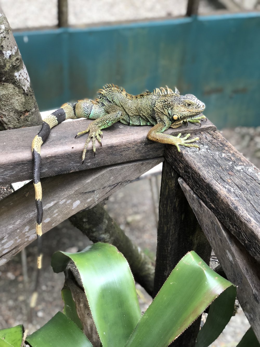 Green Iguana Conservation Project