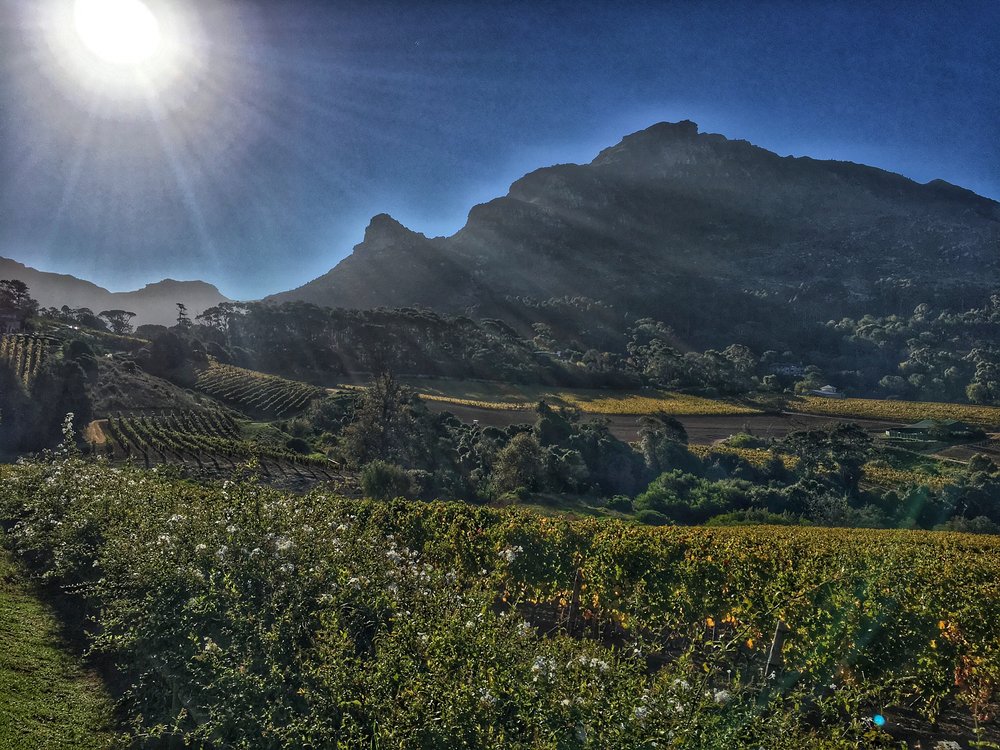 Constantia Glen