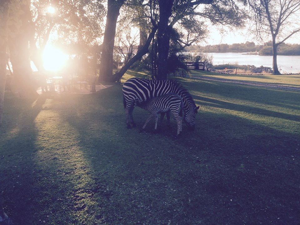 Taken at Royal Livingstone Resort in Zambia