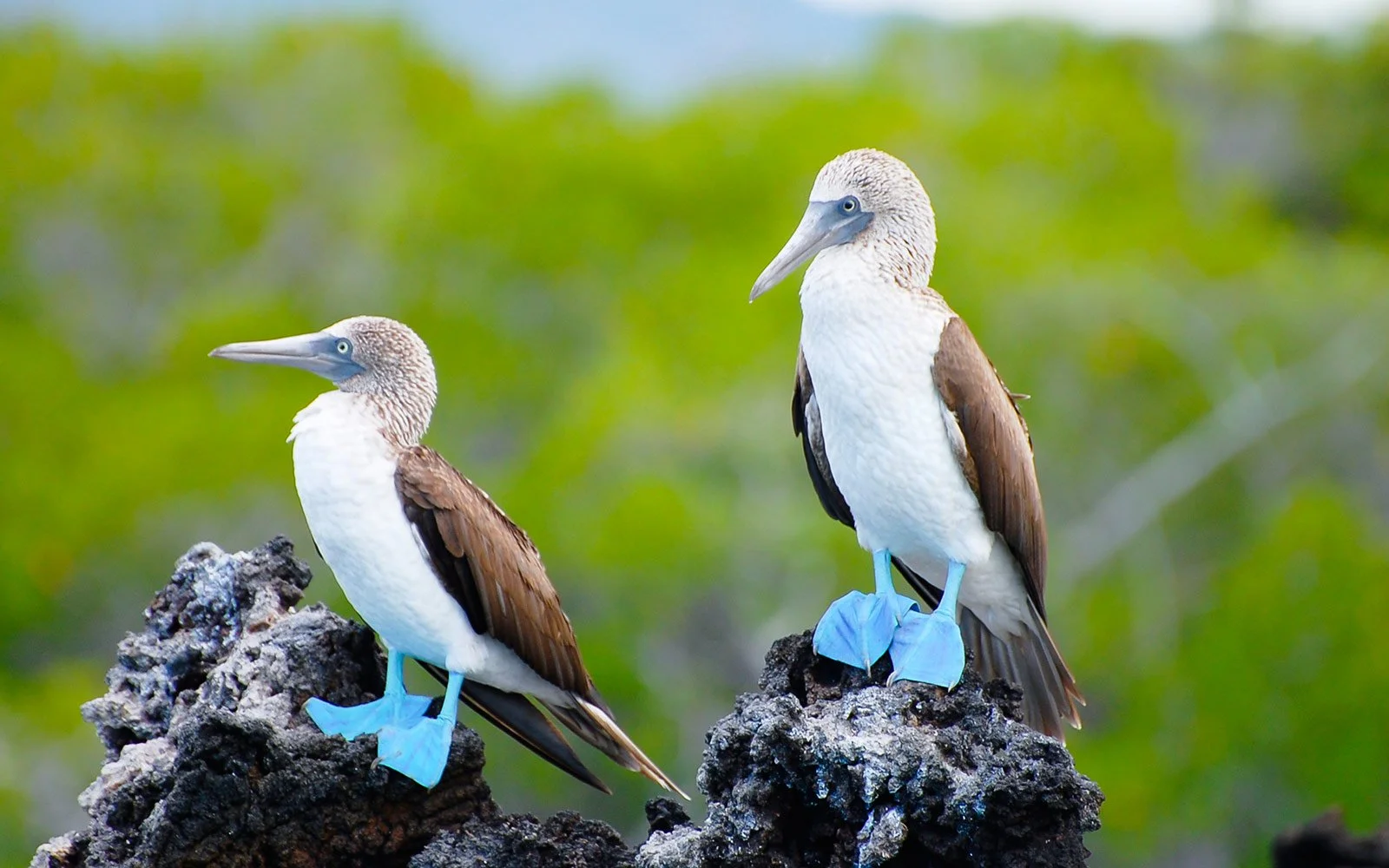 blue-footed-booby-galapagos-ecuador-GALAPA1104_2048x2048.jpg