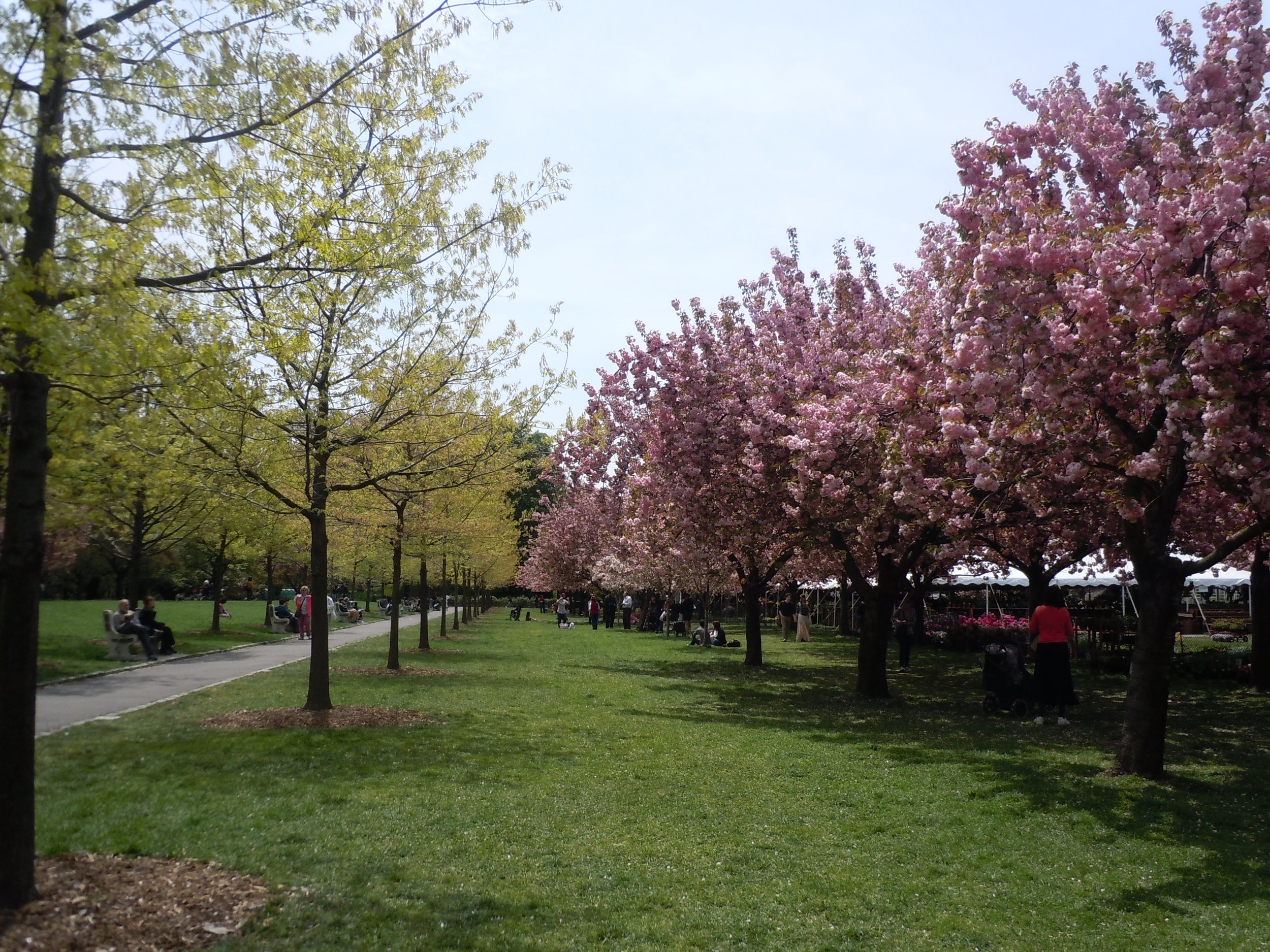 The Perfect Postcard- Brooklyn Botanic Garden