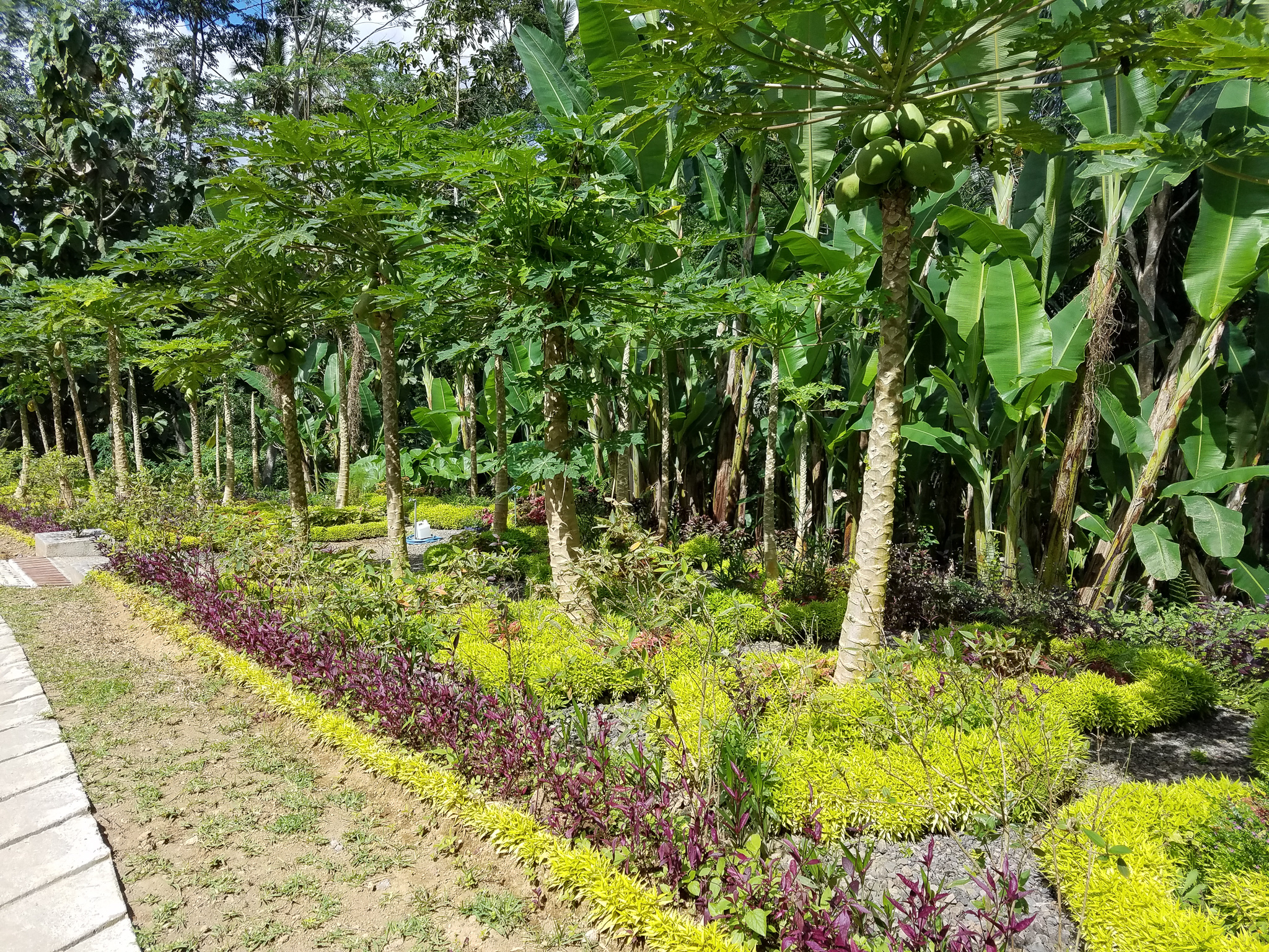  They also have an entire row of papaya trees. 