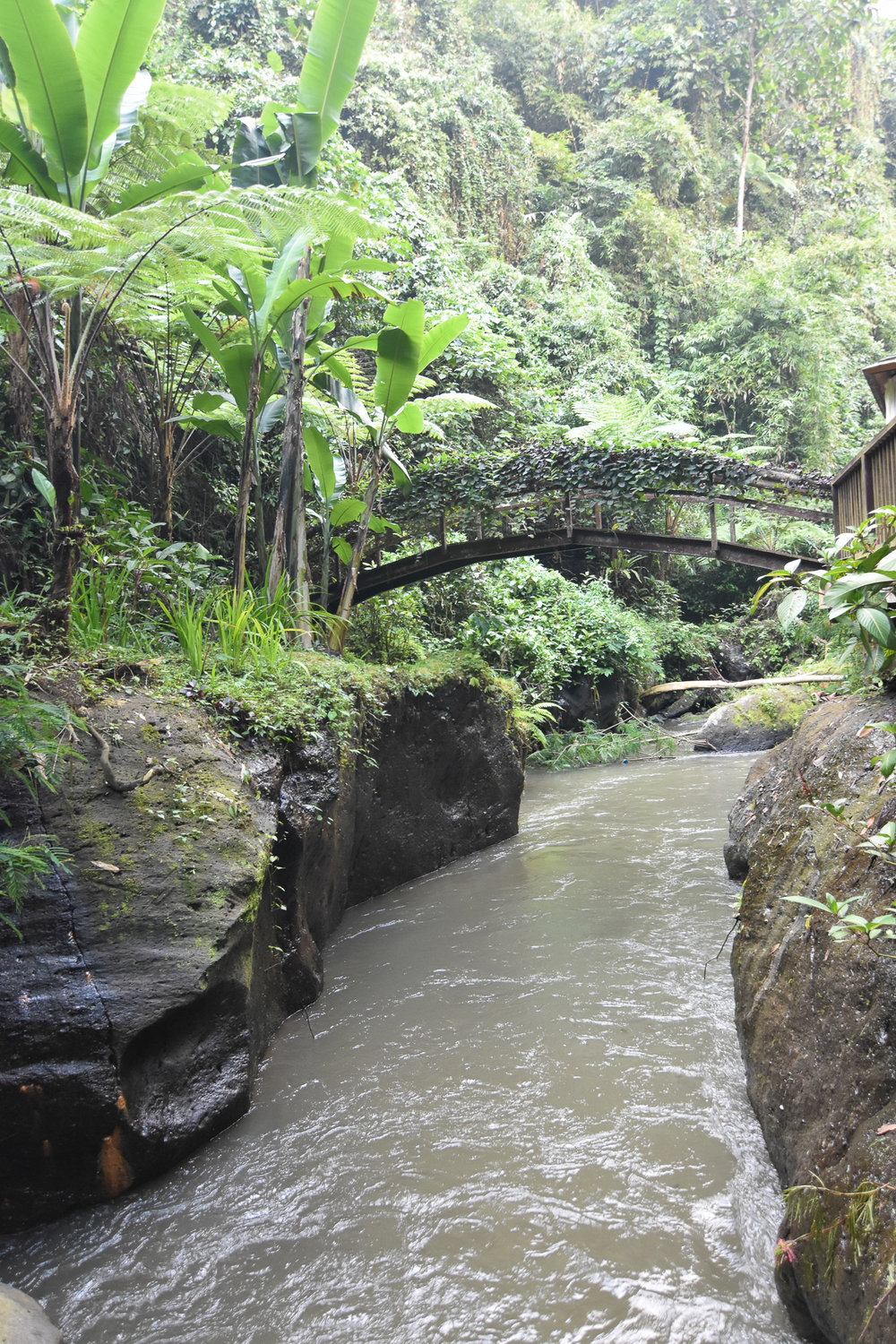  The Ayung river flowing through the jungle. 