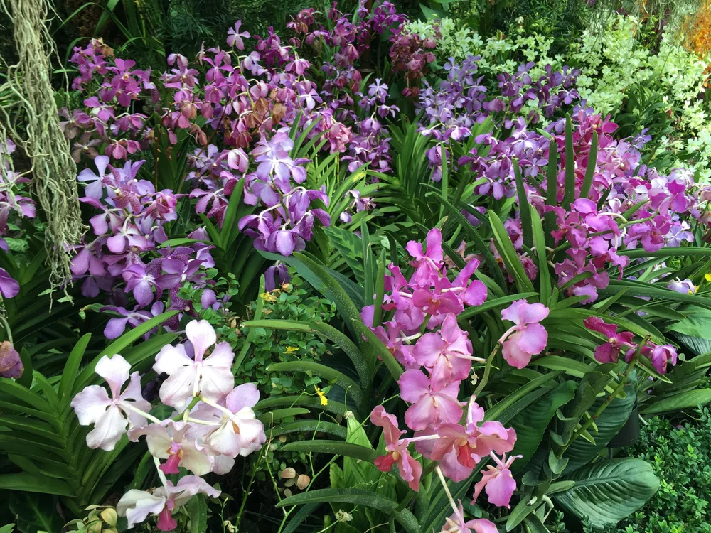National Flower