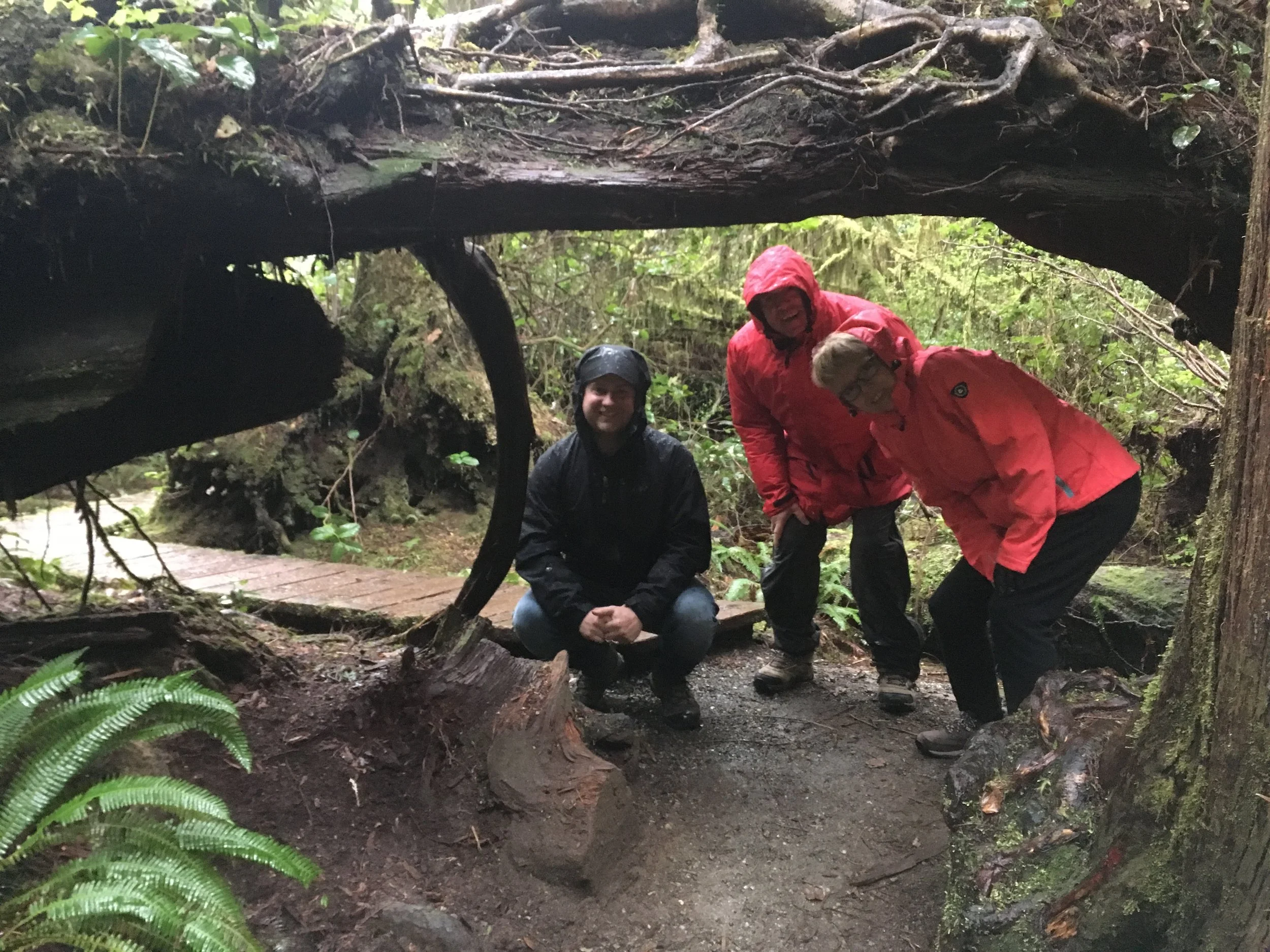 Dipping under one of grand fallen trees