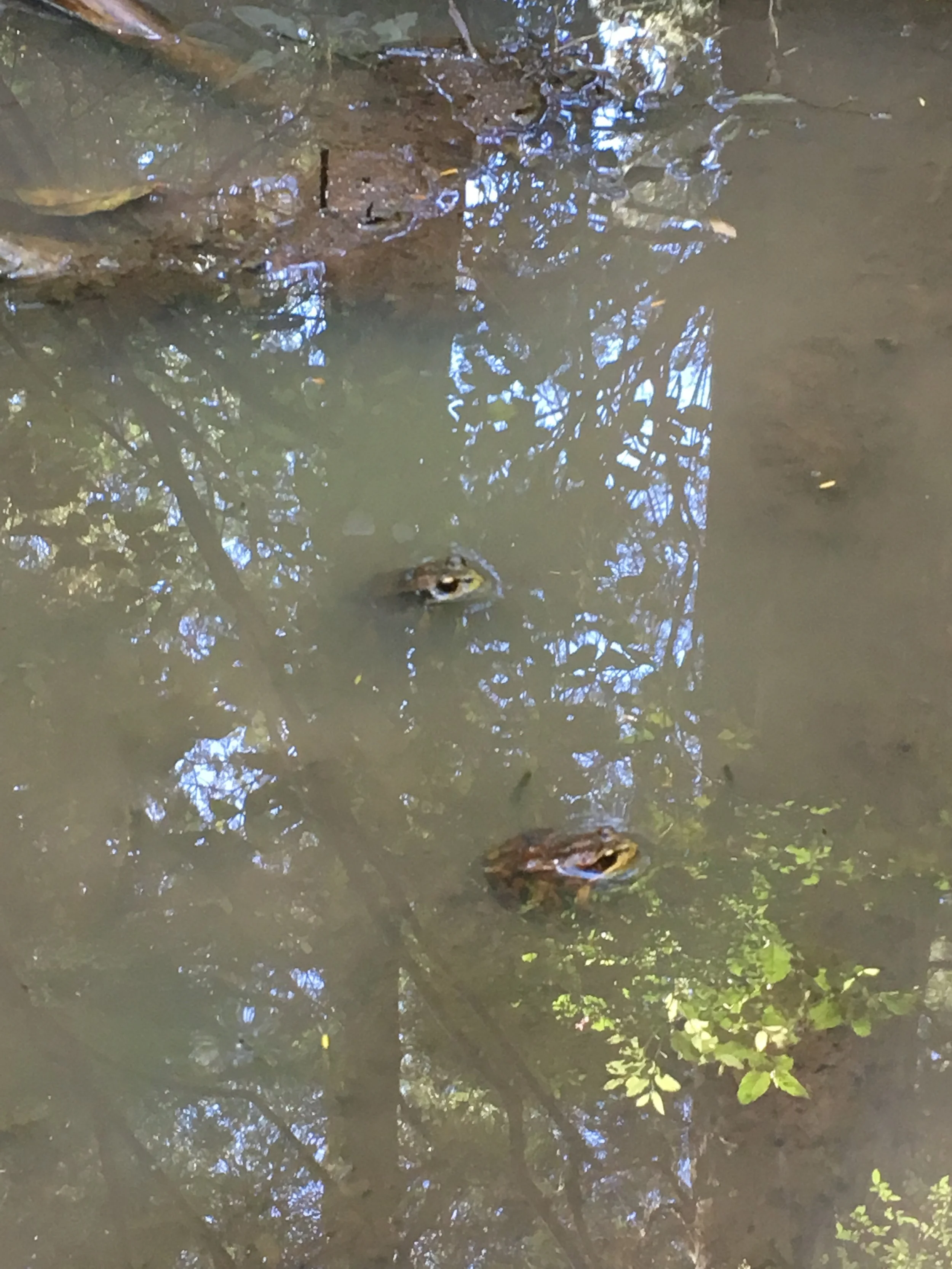 Our froggy friends we met along the way