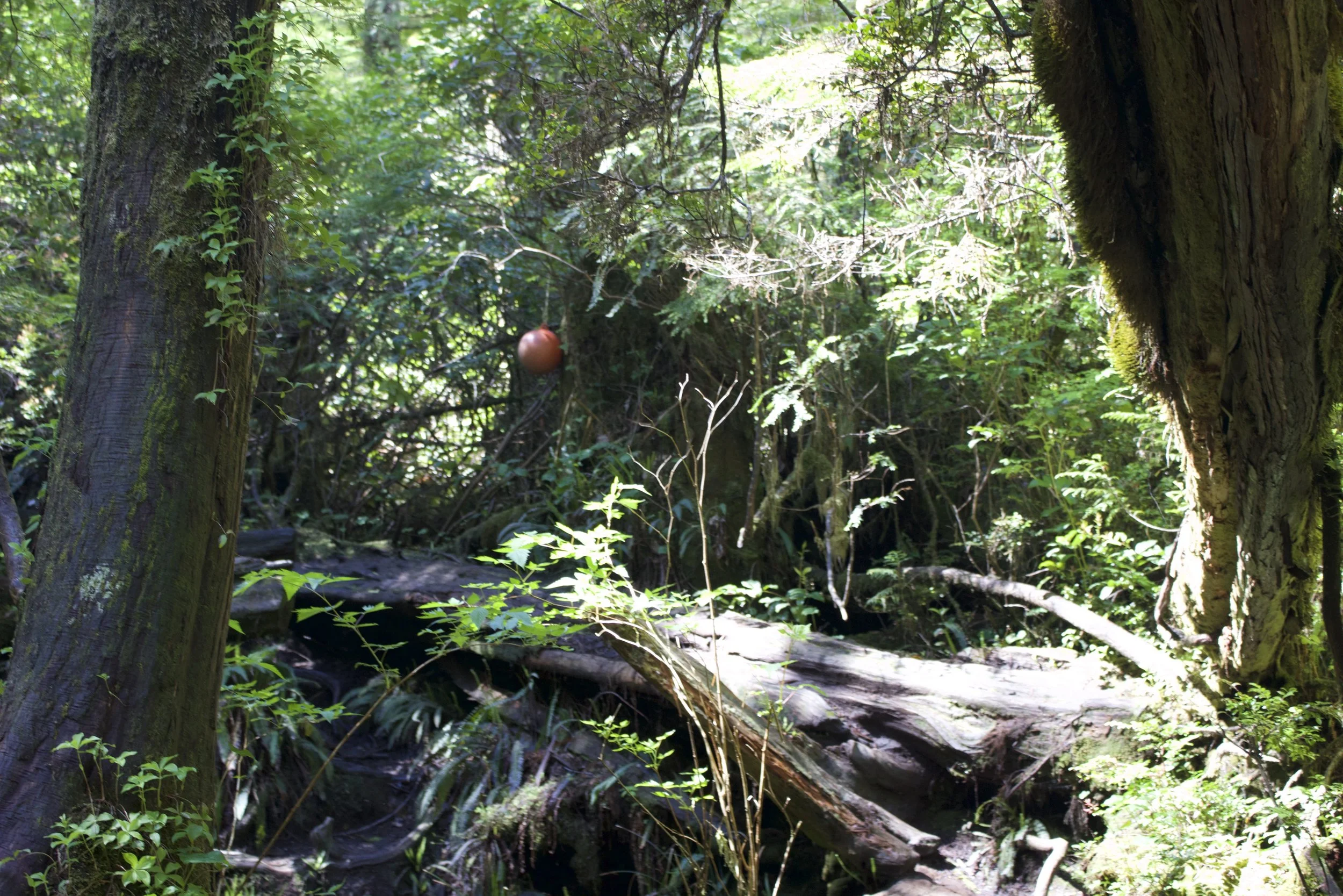 Buoys marking the way for the hike