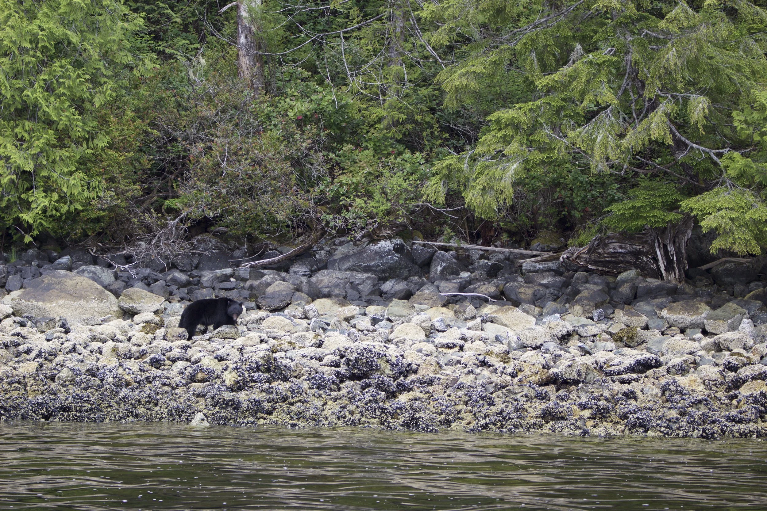 The first bear we saw