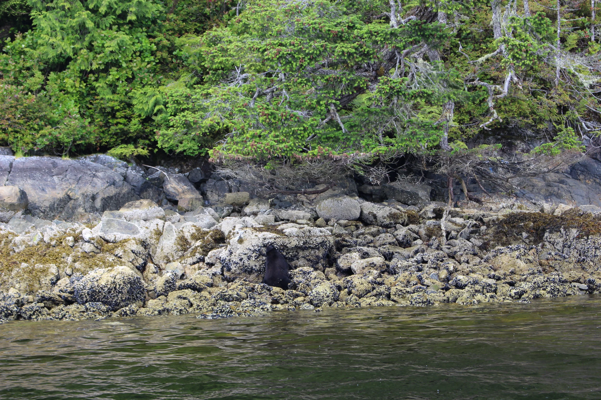 The second bear we saw, casually taking a seat