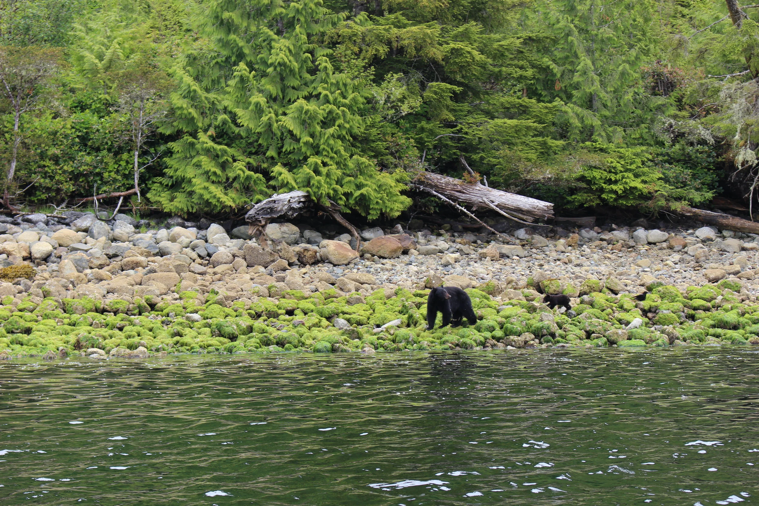 Mama bear and cub
