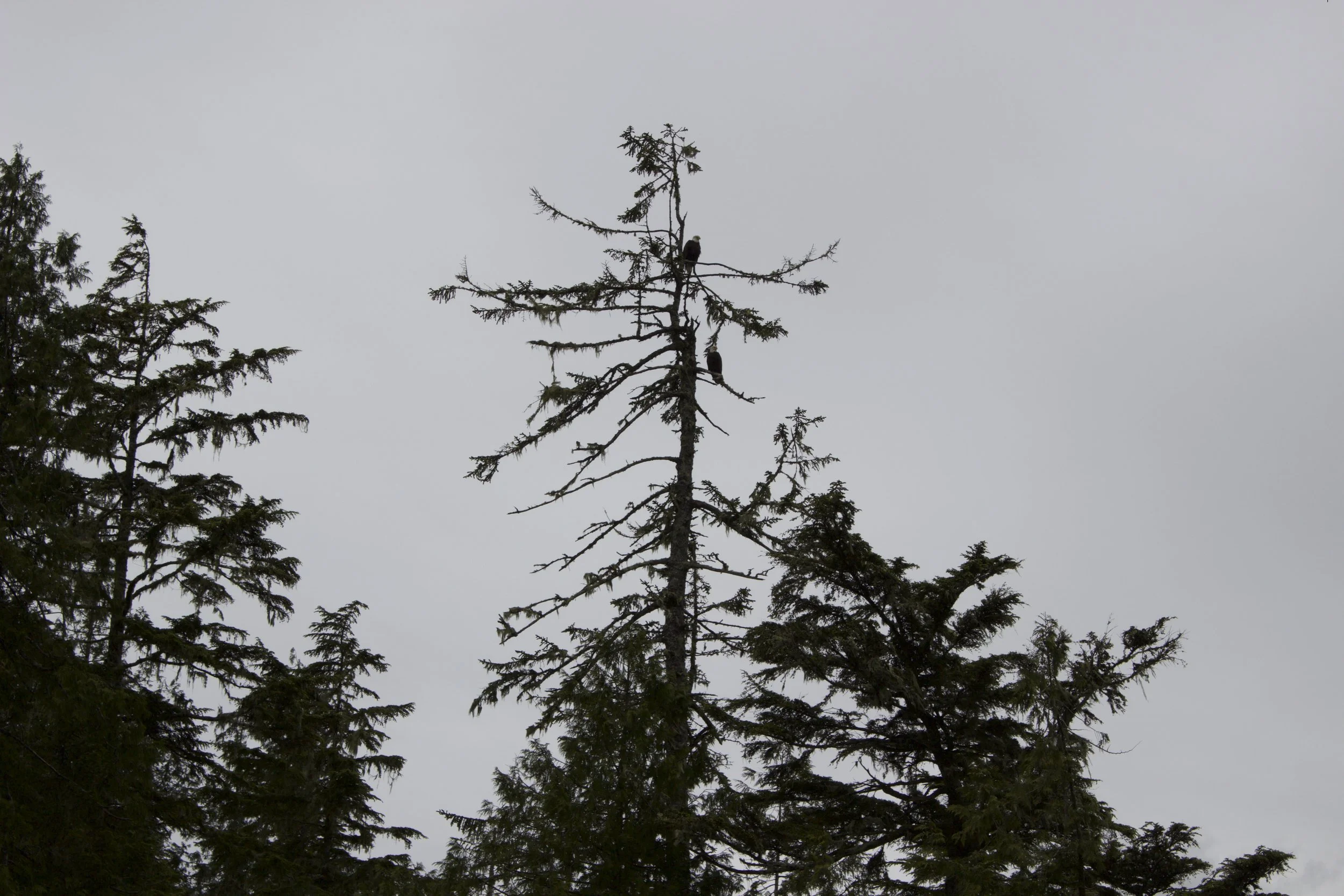 Finished our trip off with a pair of eagles