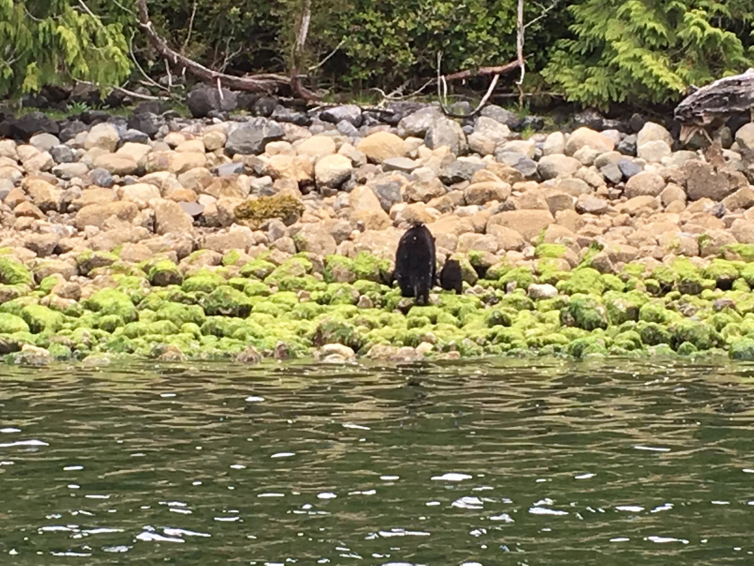 Bear bums! 