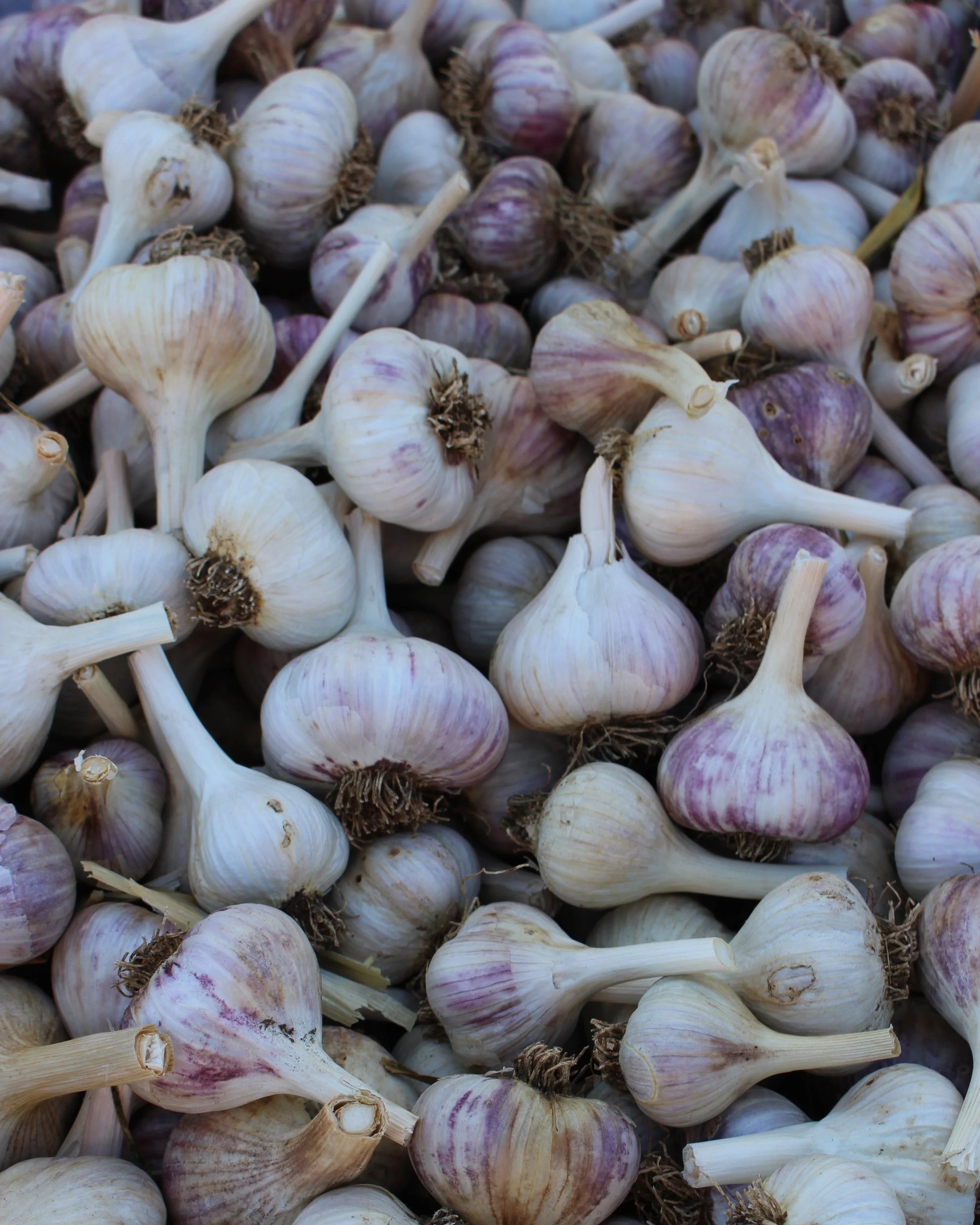 Garlic for days