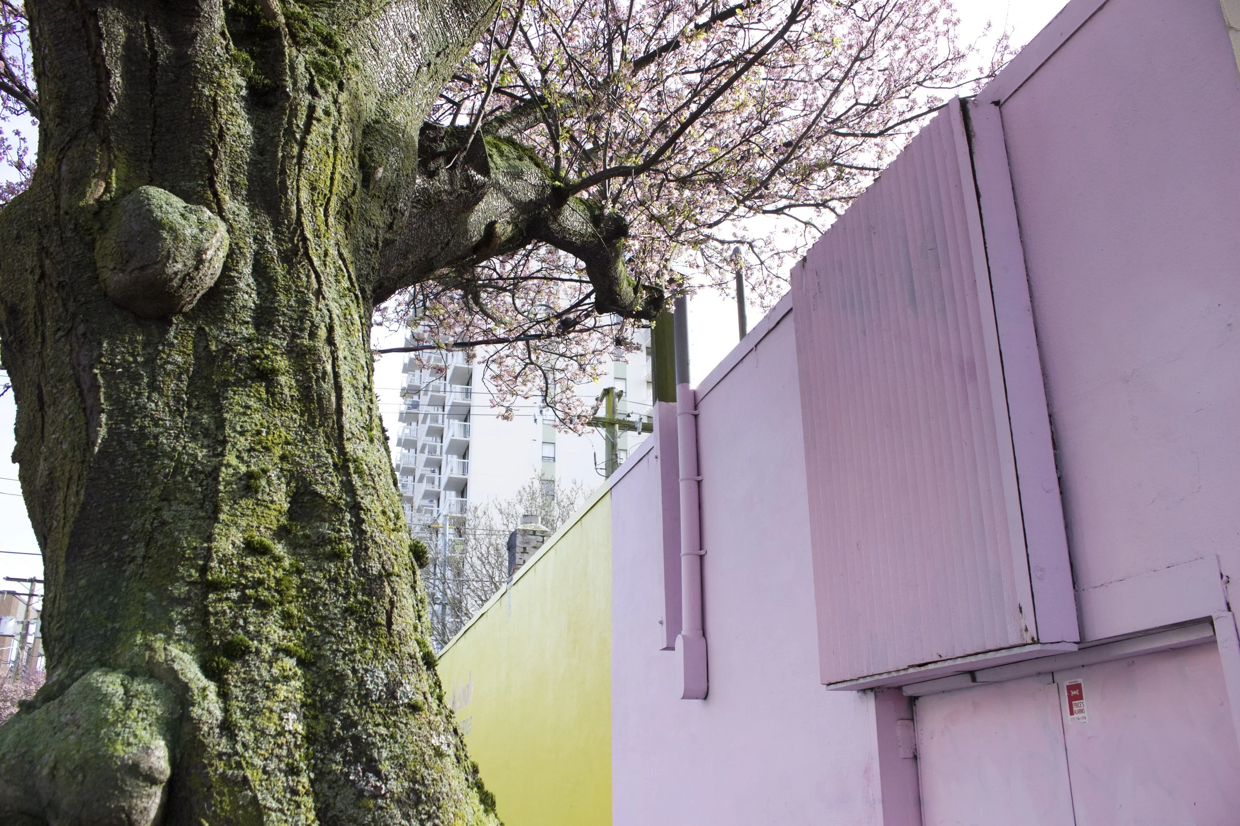 This pink and yellow wall reminded me that spring is really just around the corner! 