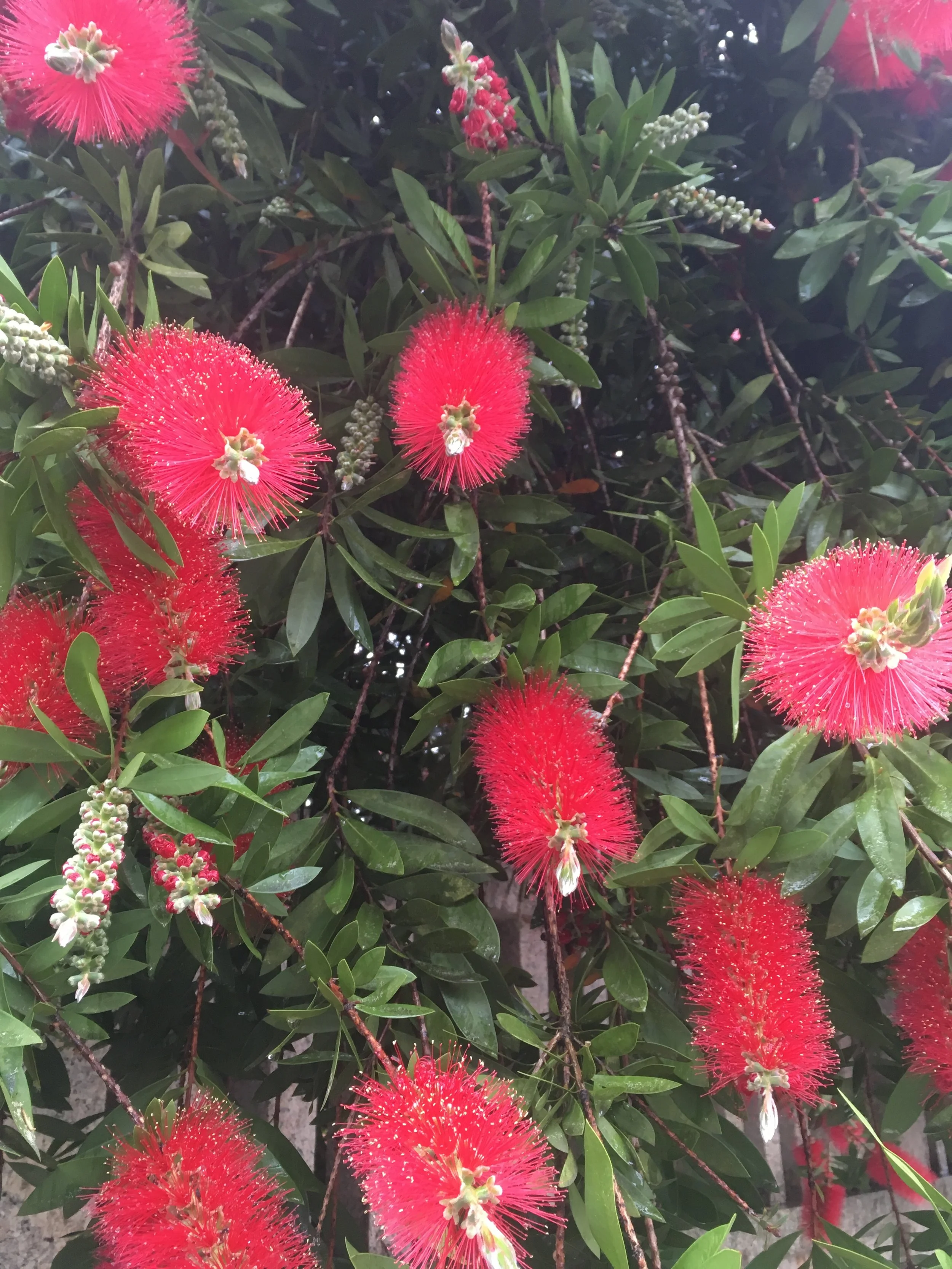 The beautiful bottlebrush flowers that we absolutely loved! 
