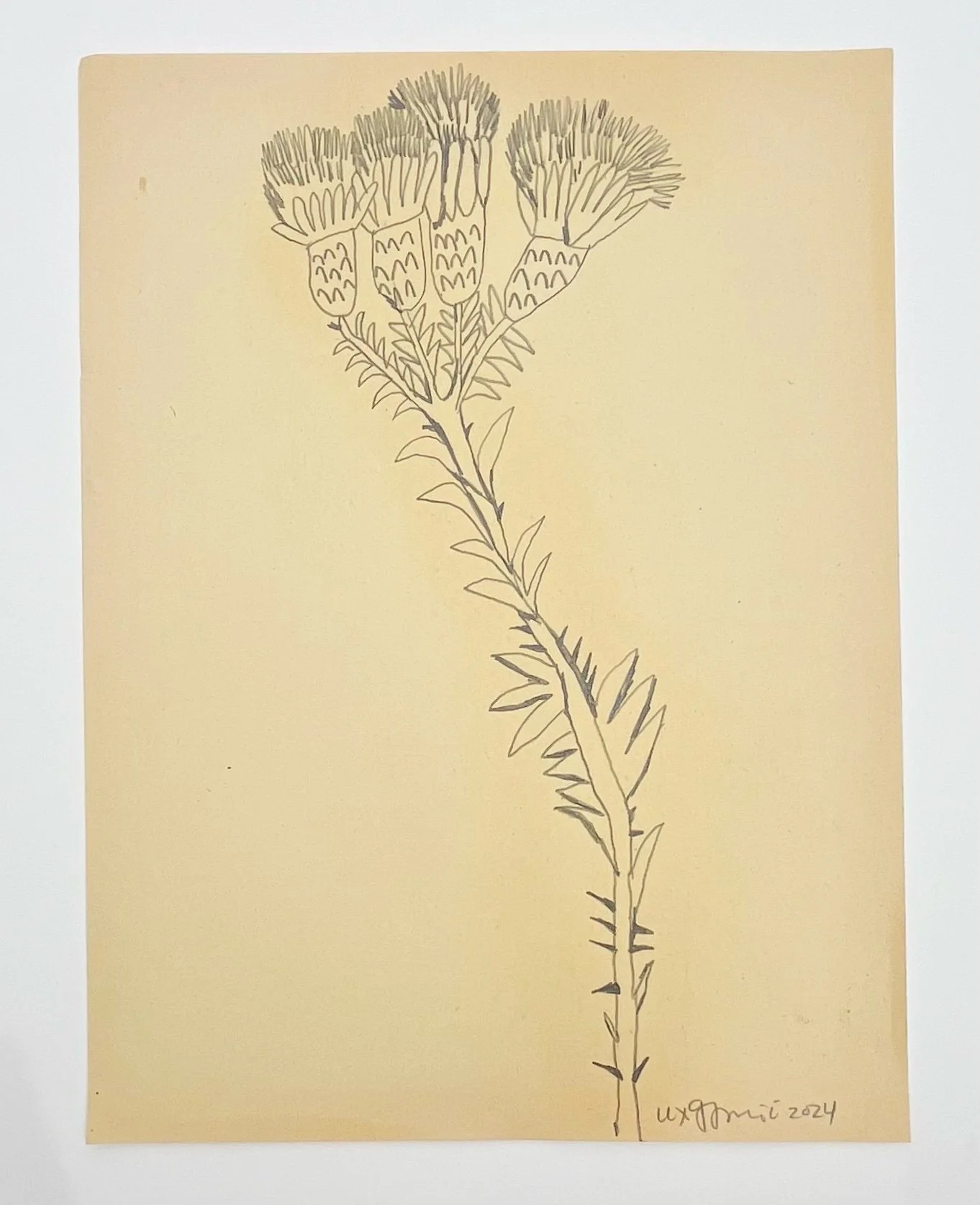  99  9x12"  Drawing on found paper  2024 