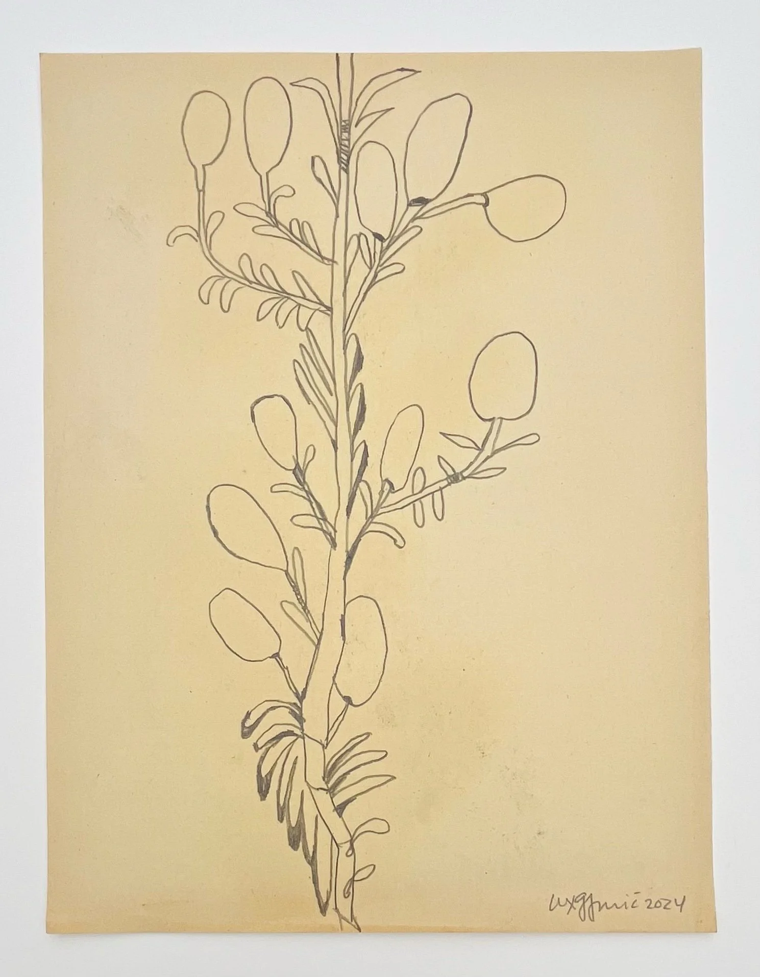  105  9x12"  Drawing on found paper  2024 