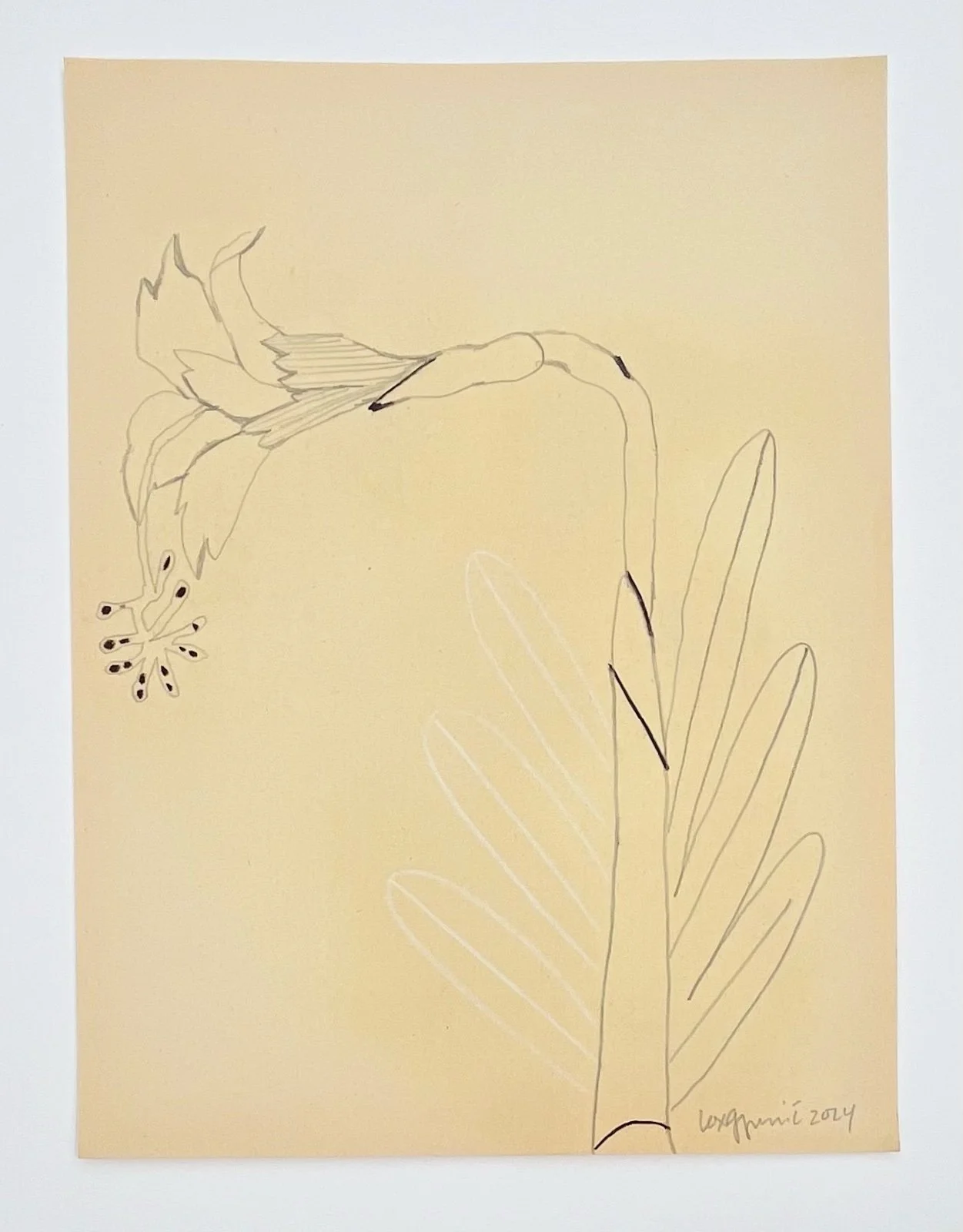  126  9x12"  Drawing on found paper  2024 