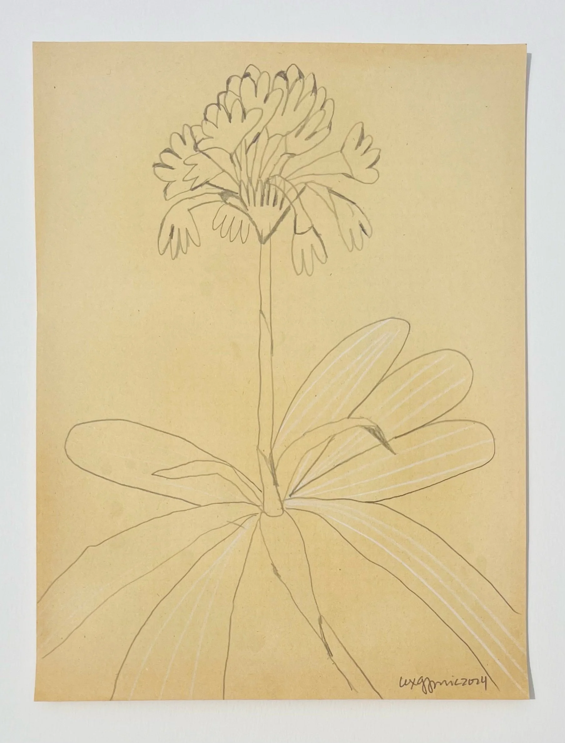  143  9x12"  Drawing on found paper  2024 