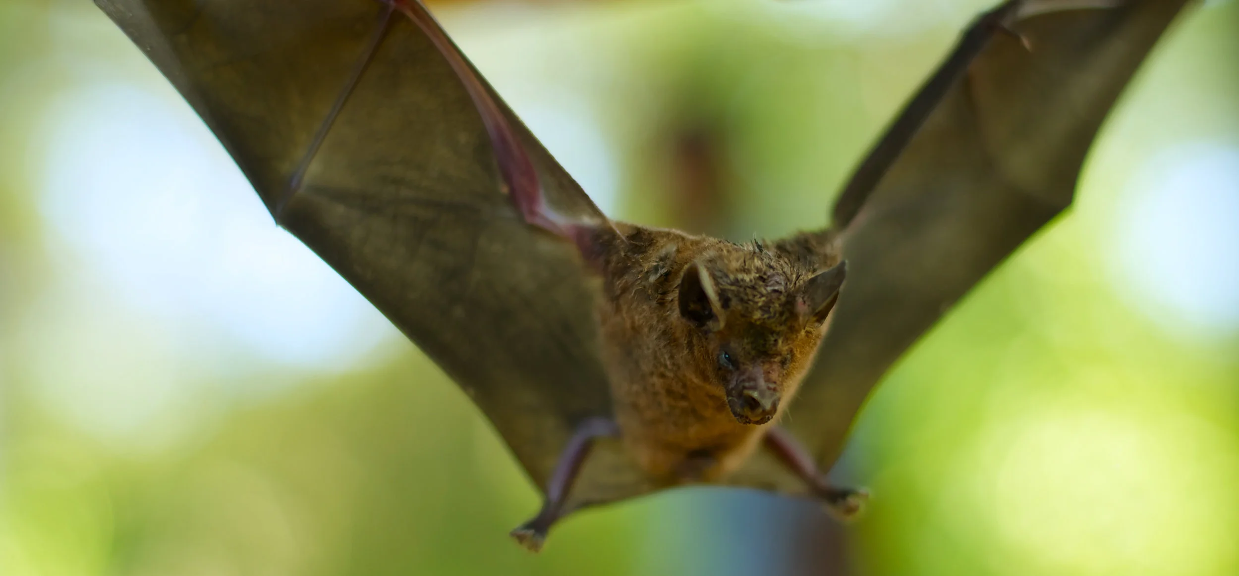 BatDay.jpg
